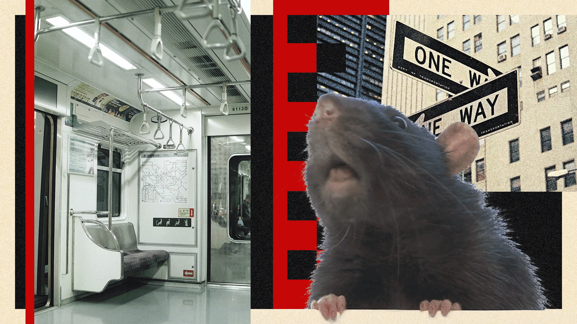 Rats! How New York City is tackling its rodent problem