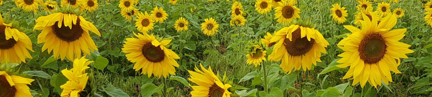 Sunflower field