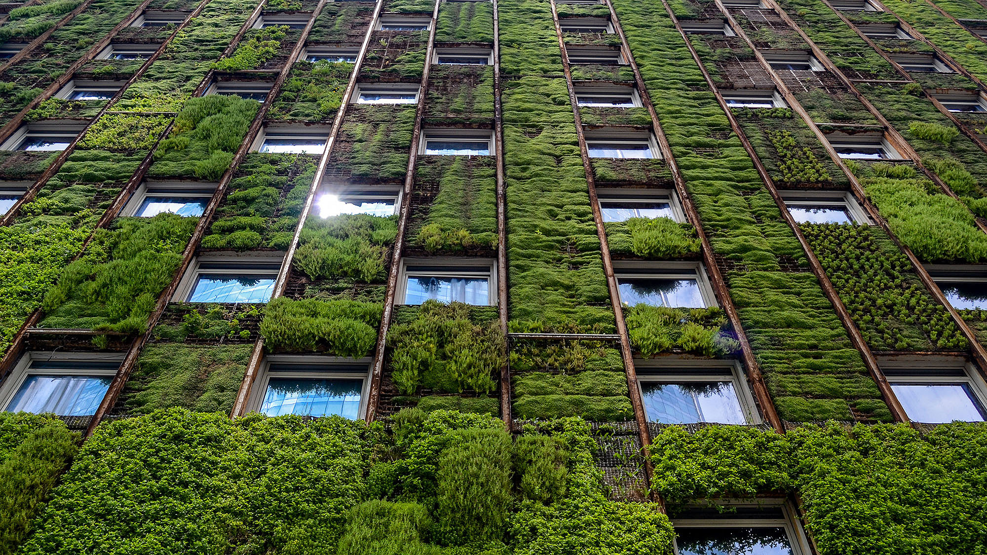 Facade of tall building with leaf-covered green wall