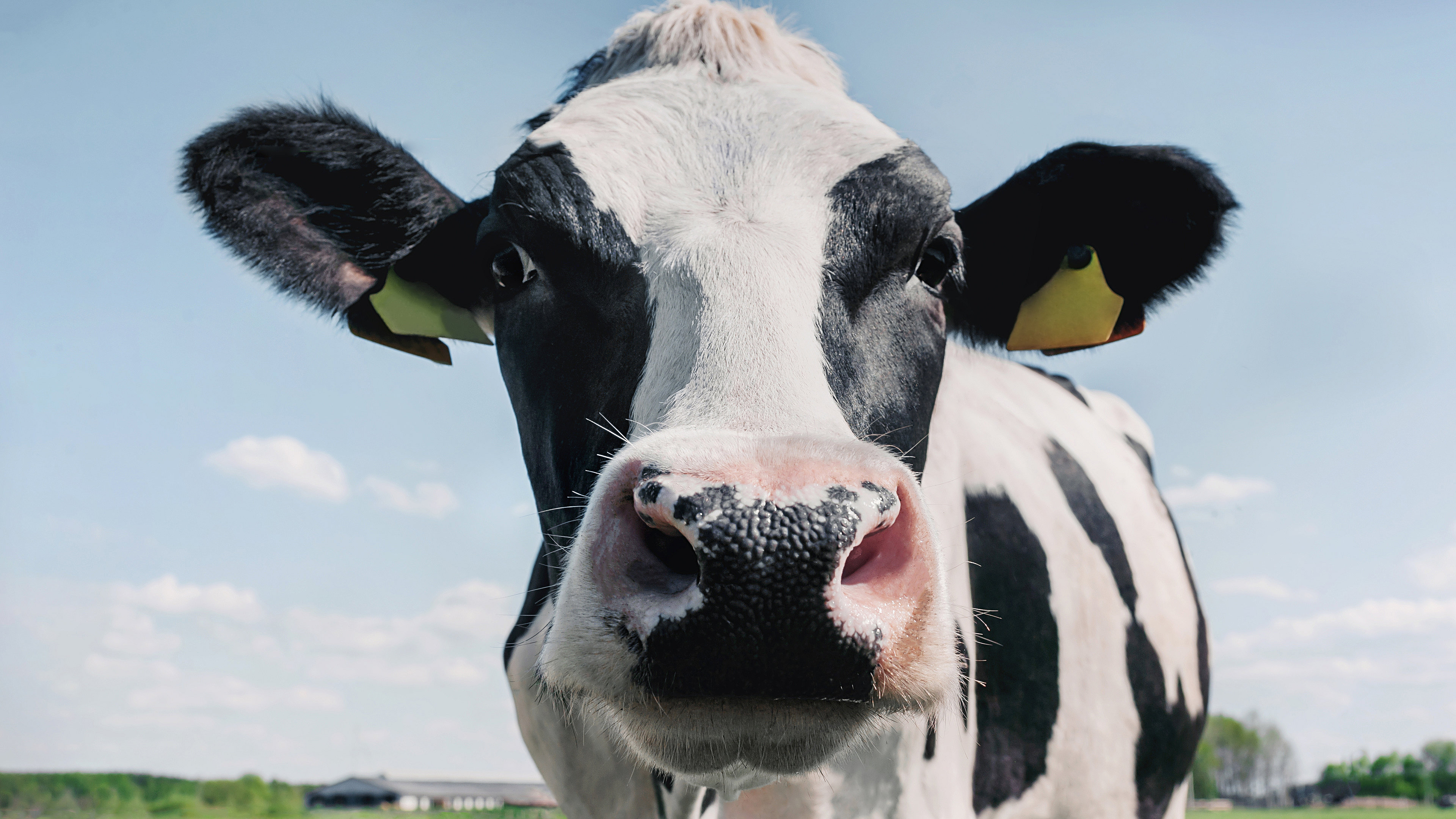 Black and white cow in a field