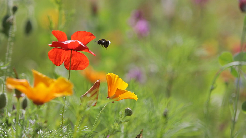 Let it grow: the 30x30 pledge to protect biodiversity