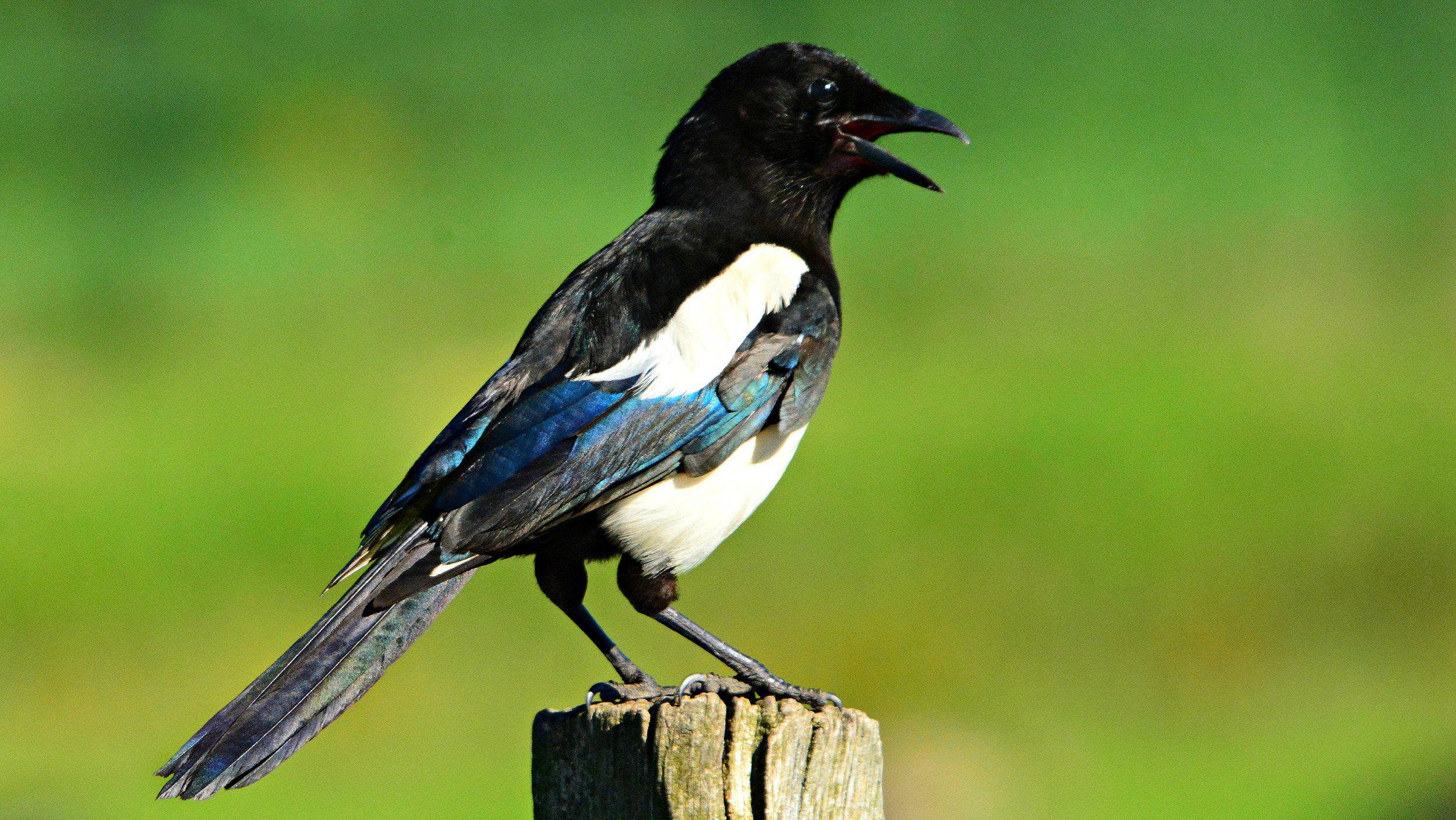 Magpie on post in countryside