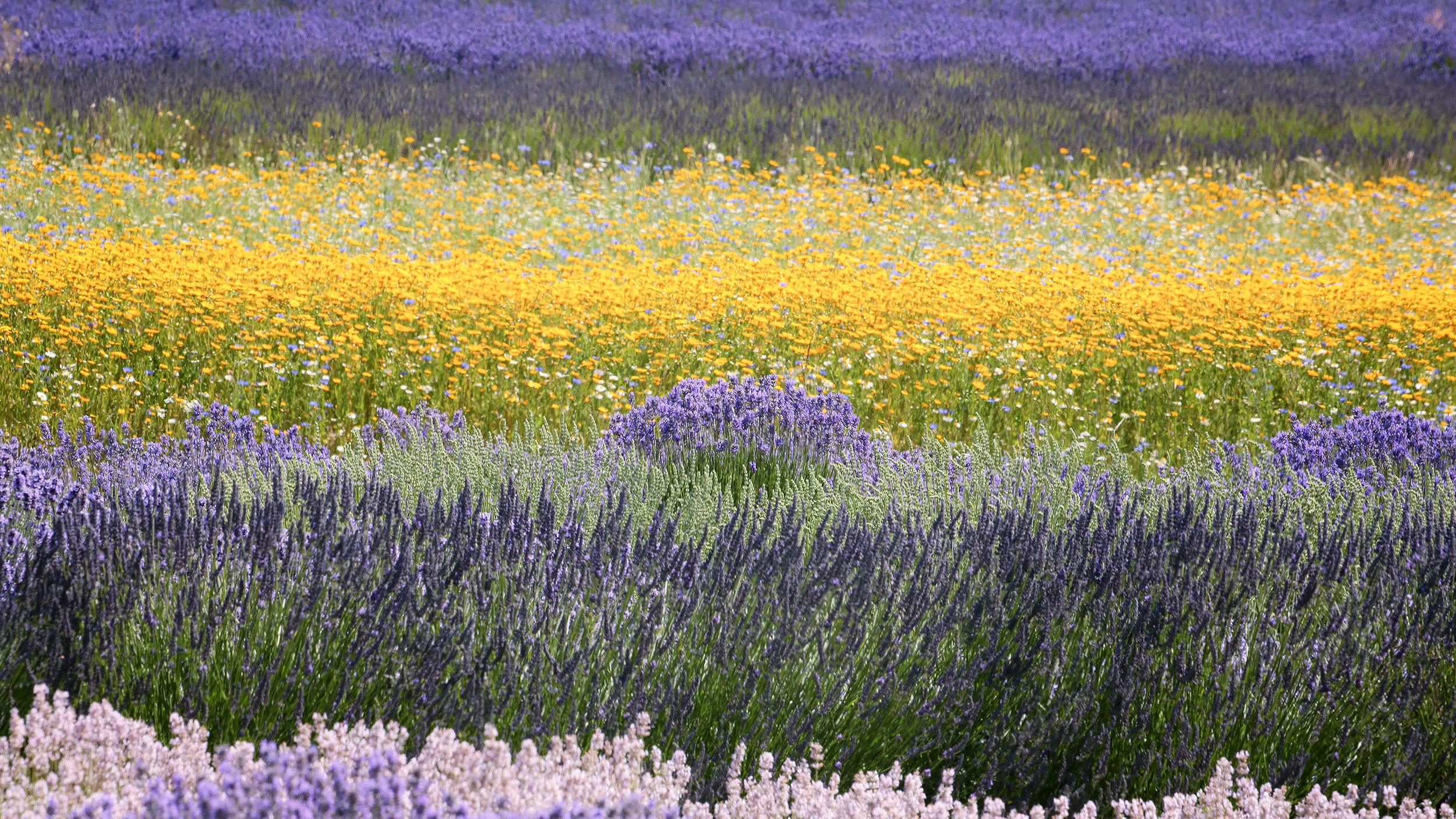 Wildflower fields