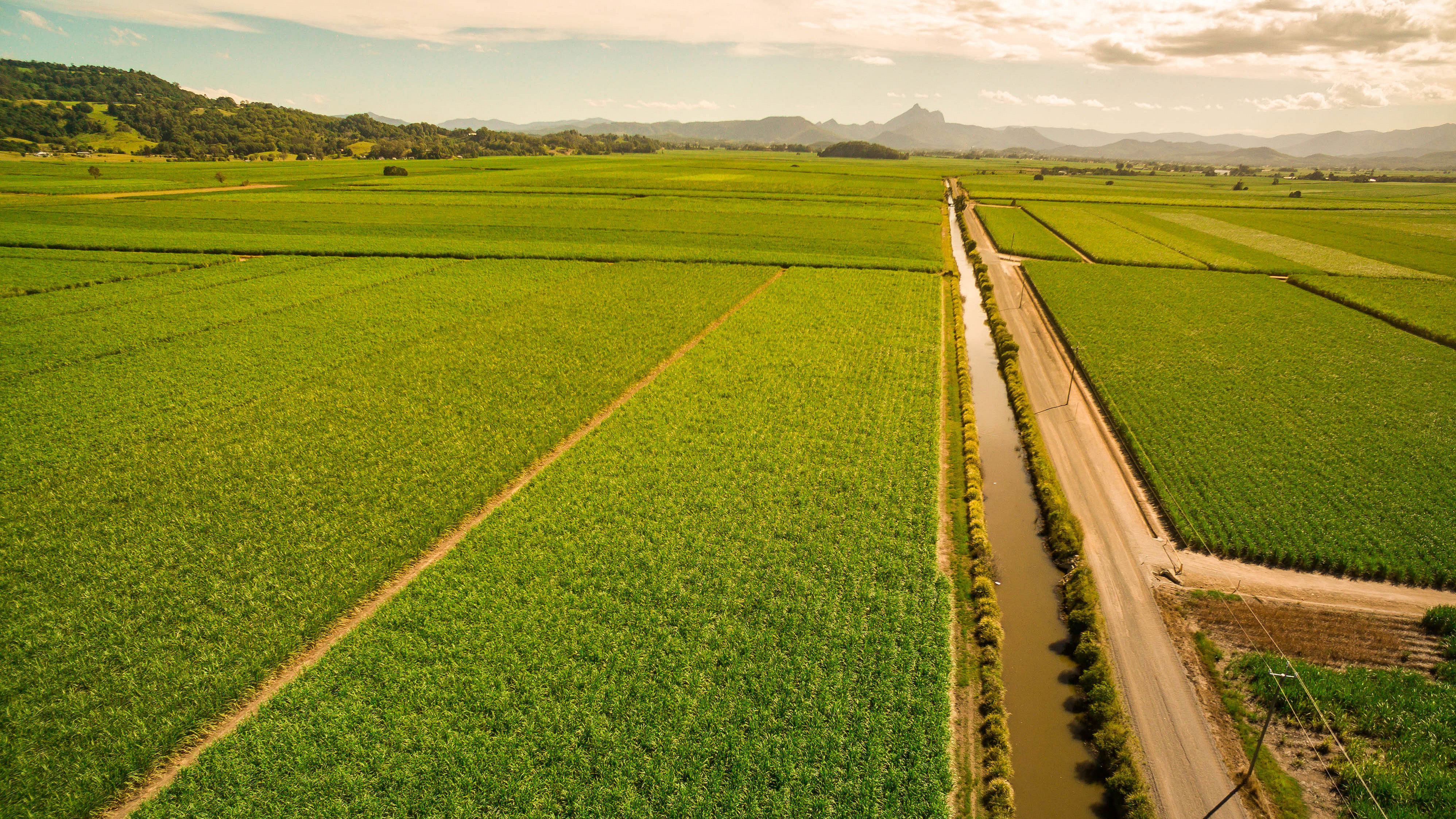 Sugar cane fields from above