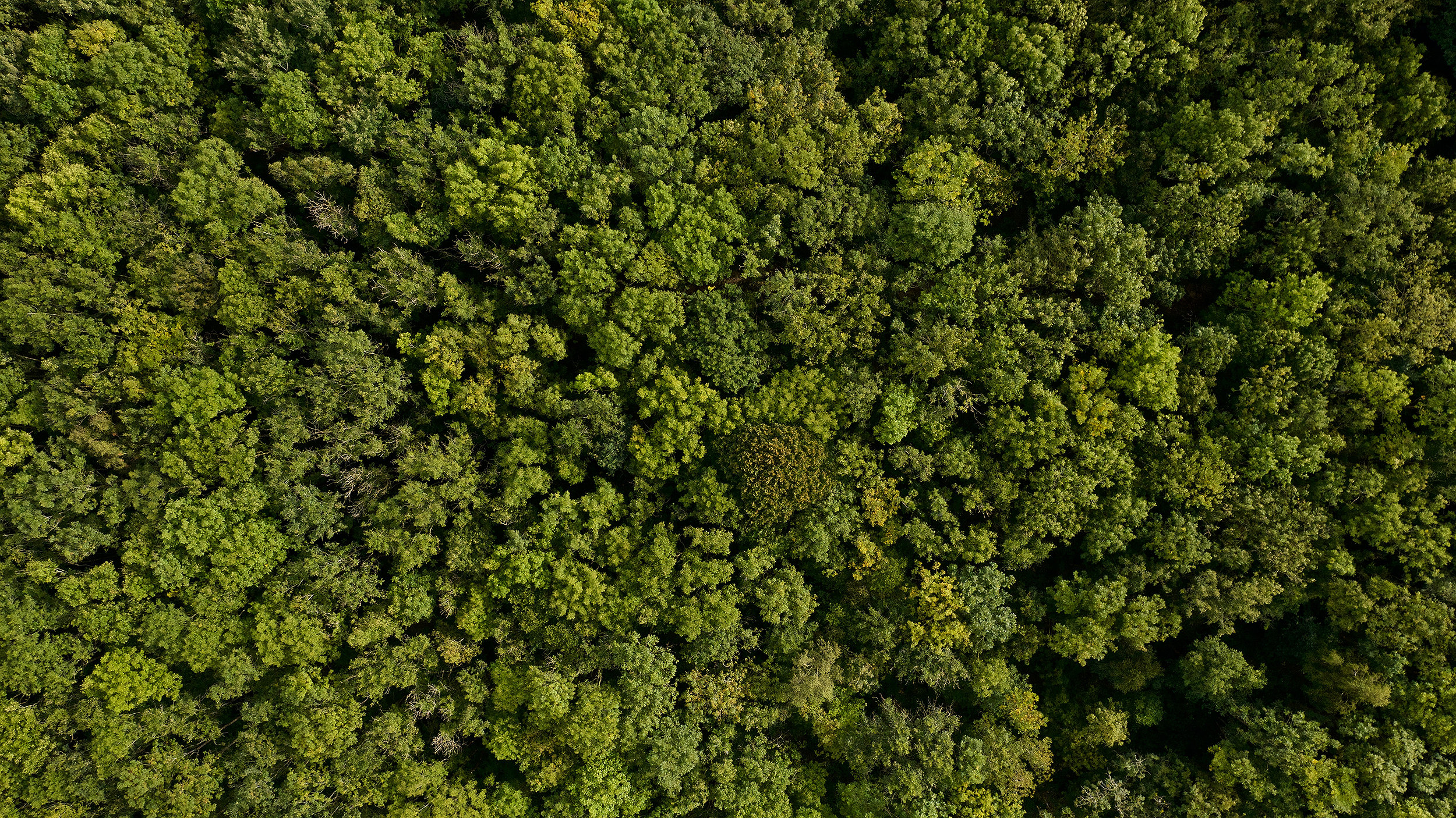 Dense forest from above