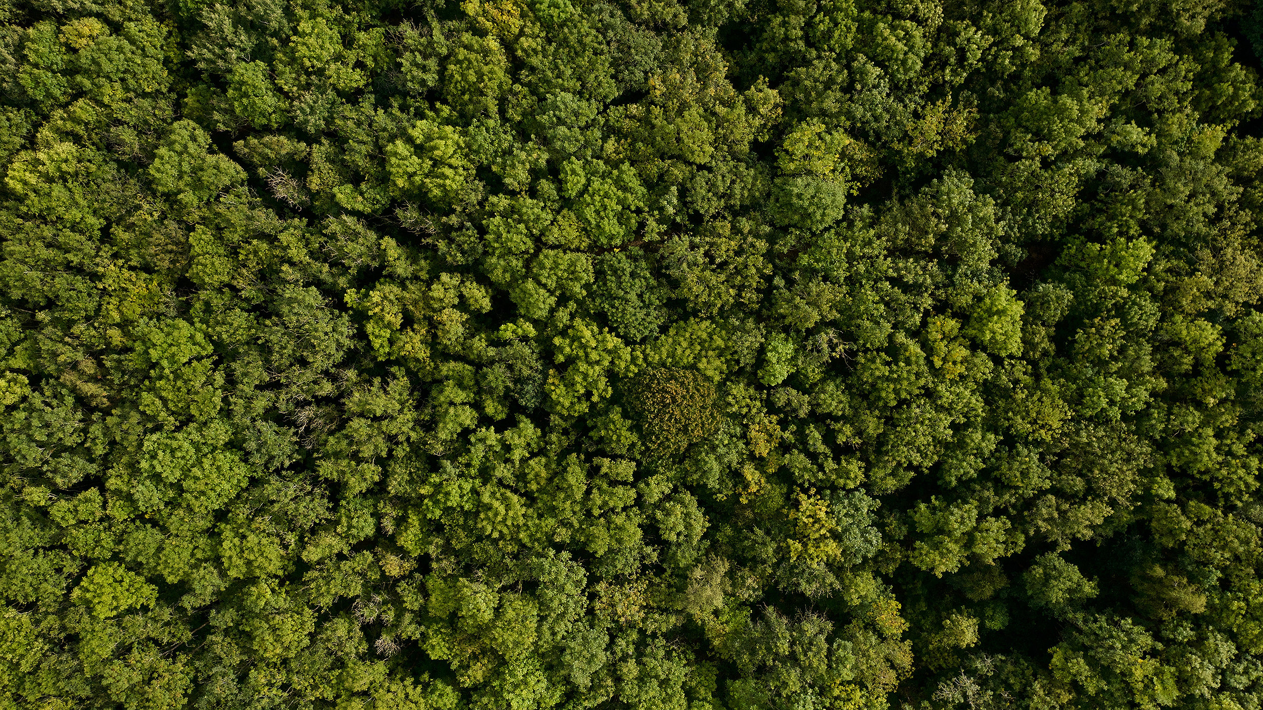 What grants can I get to plant trees in England?