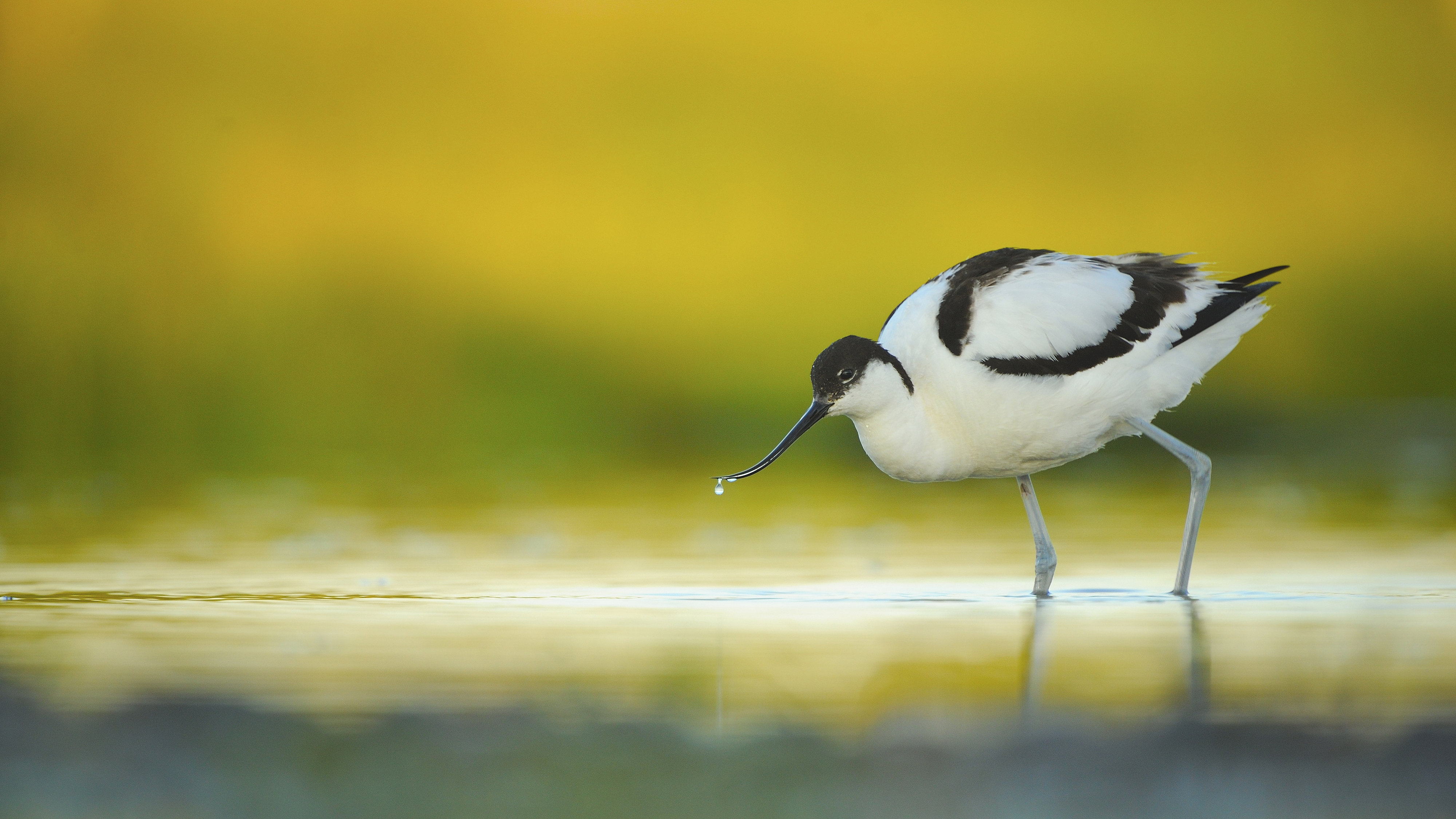 Adult avocet feeding in shallow pool