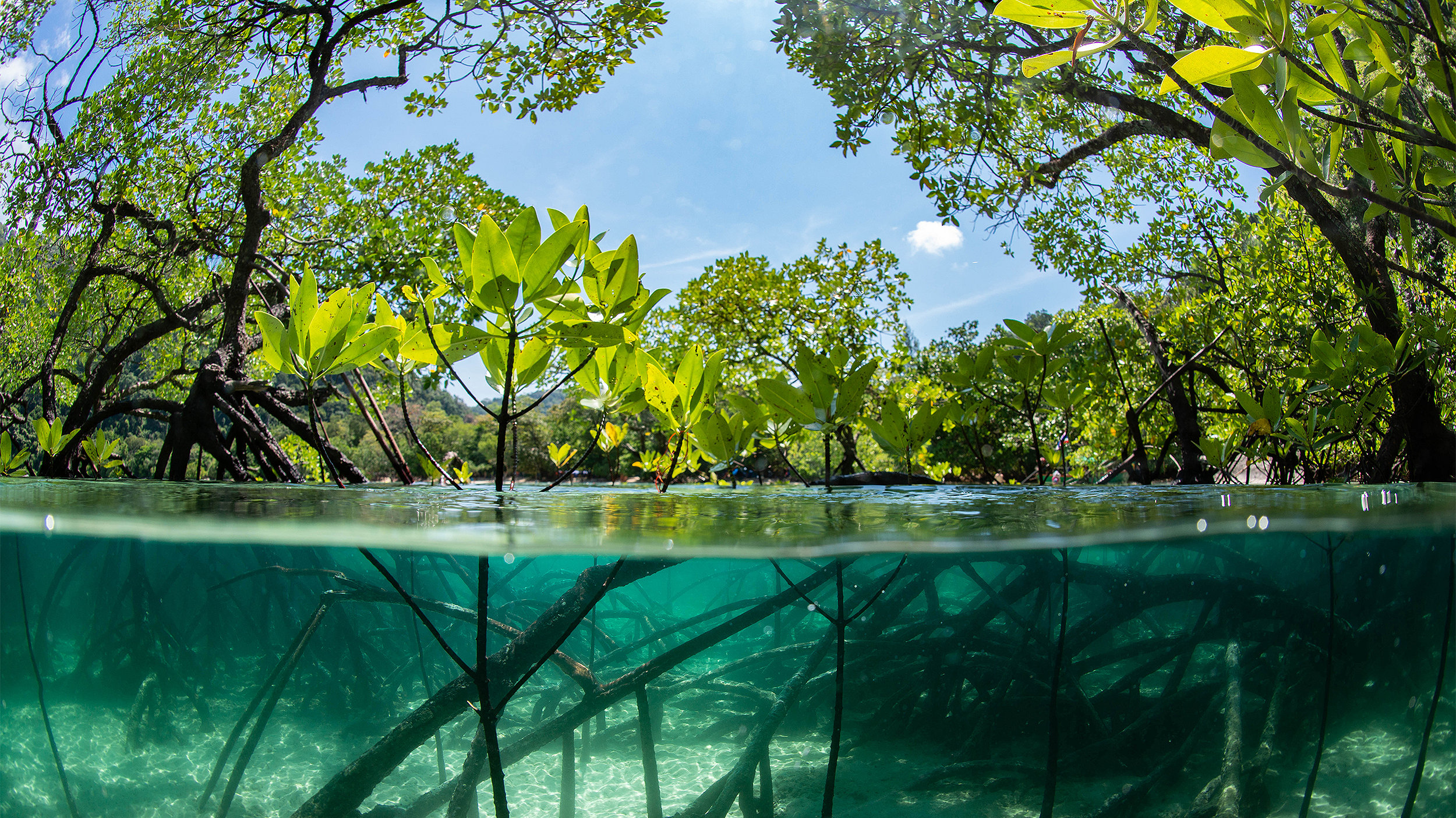 Mangrove forest above the water and roots below the water