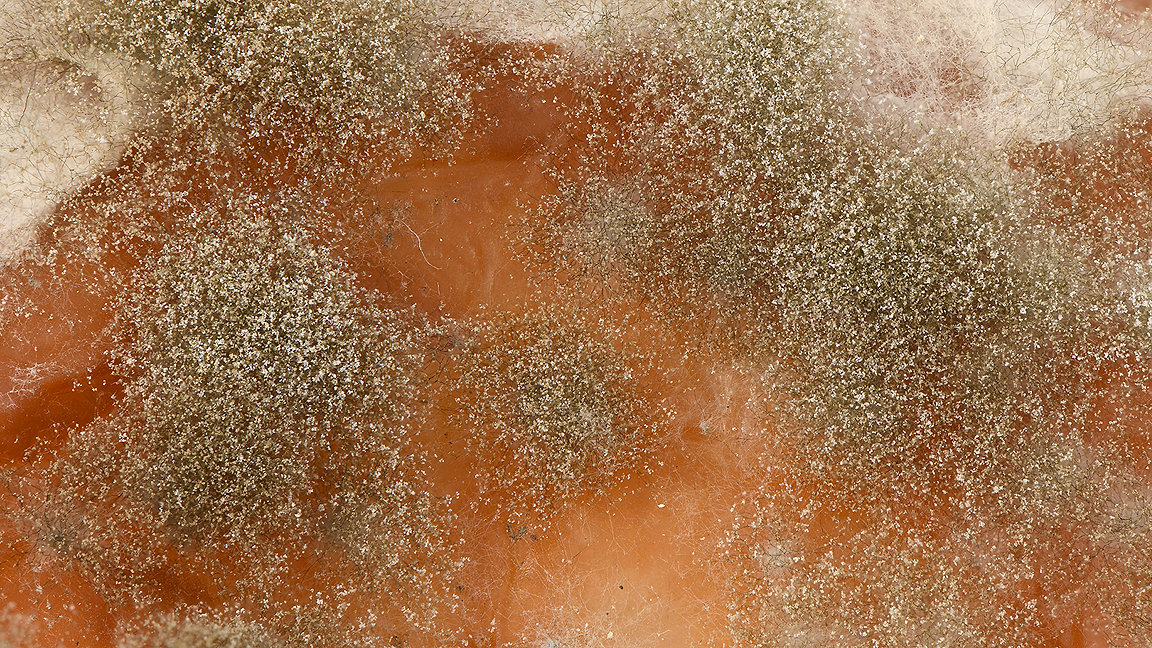 Close up of mould