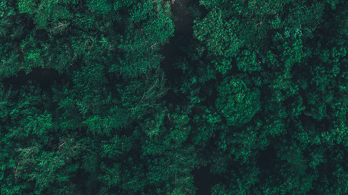 Forest of trees from above