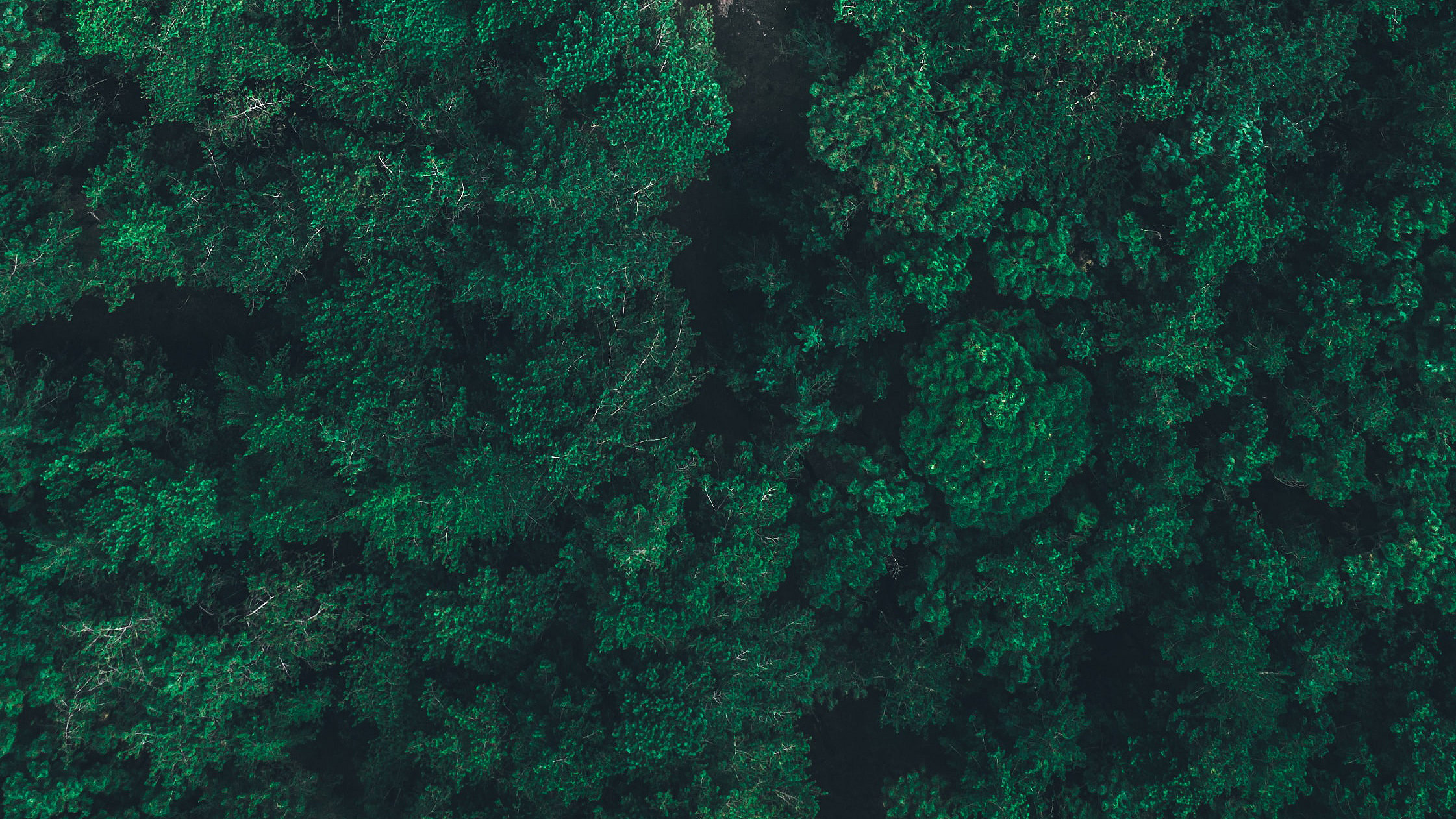 Forest of trees from above