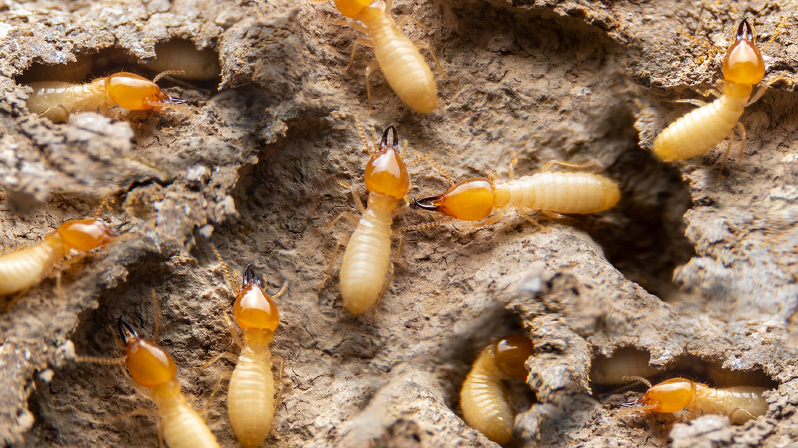 Termites on the ground