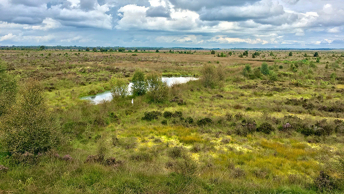 Peat bog on the Barnston Estate