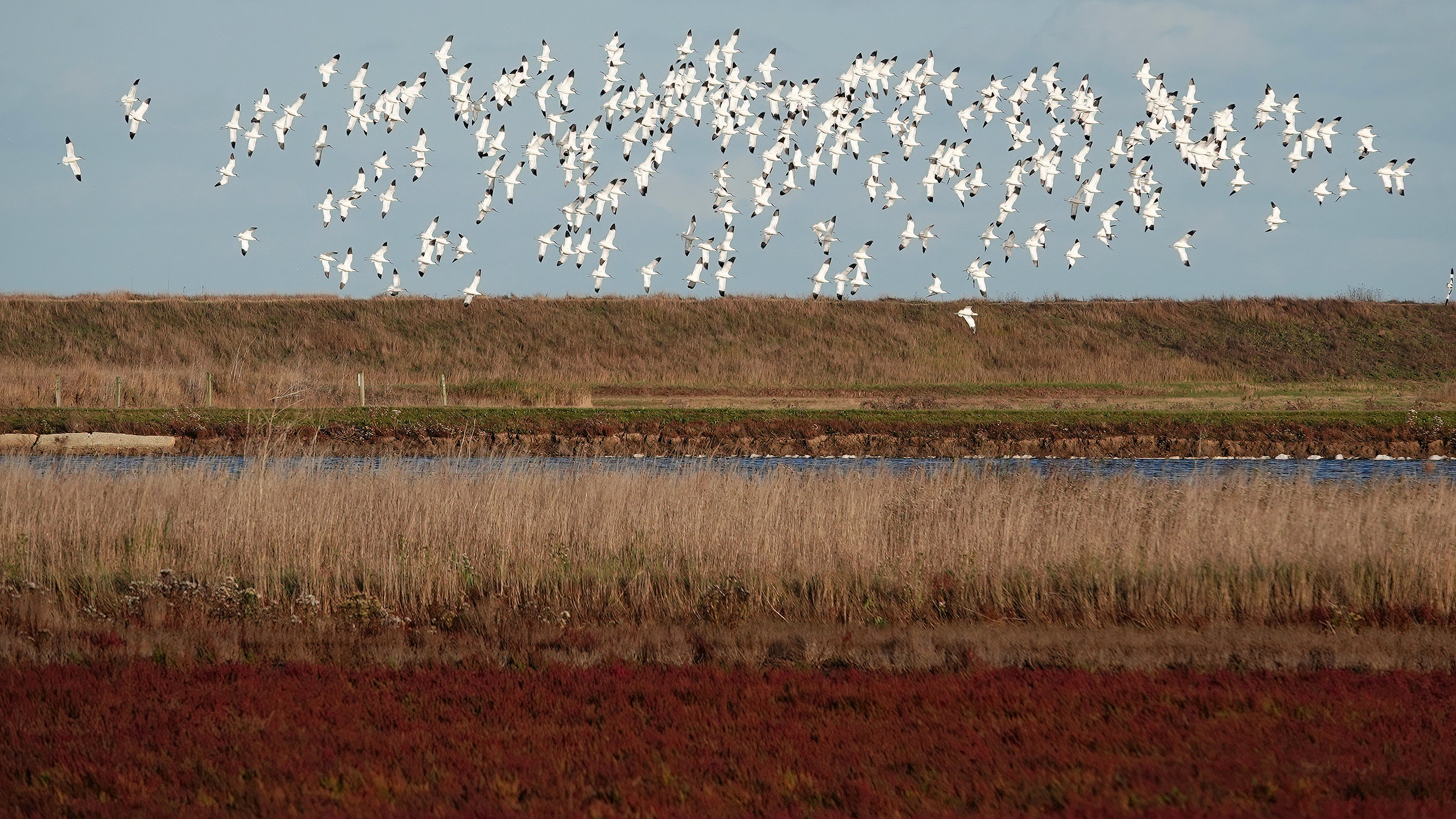 Flock of birds fly over wetland