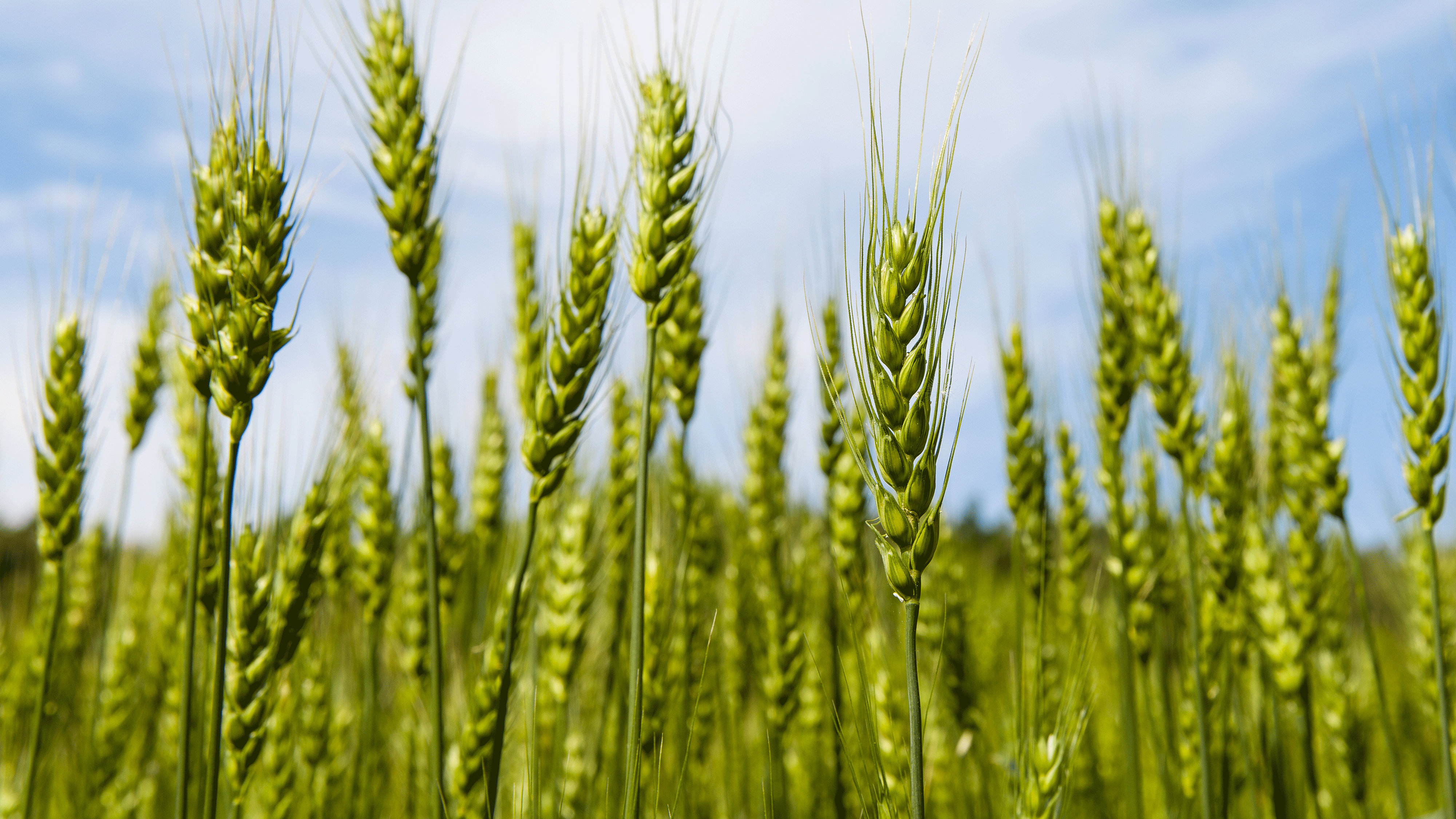 Barley growing in a field