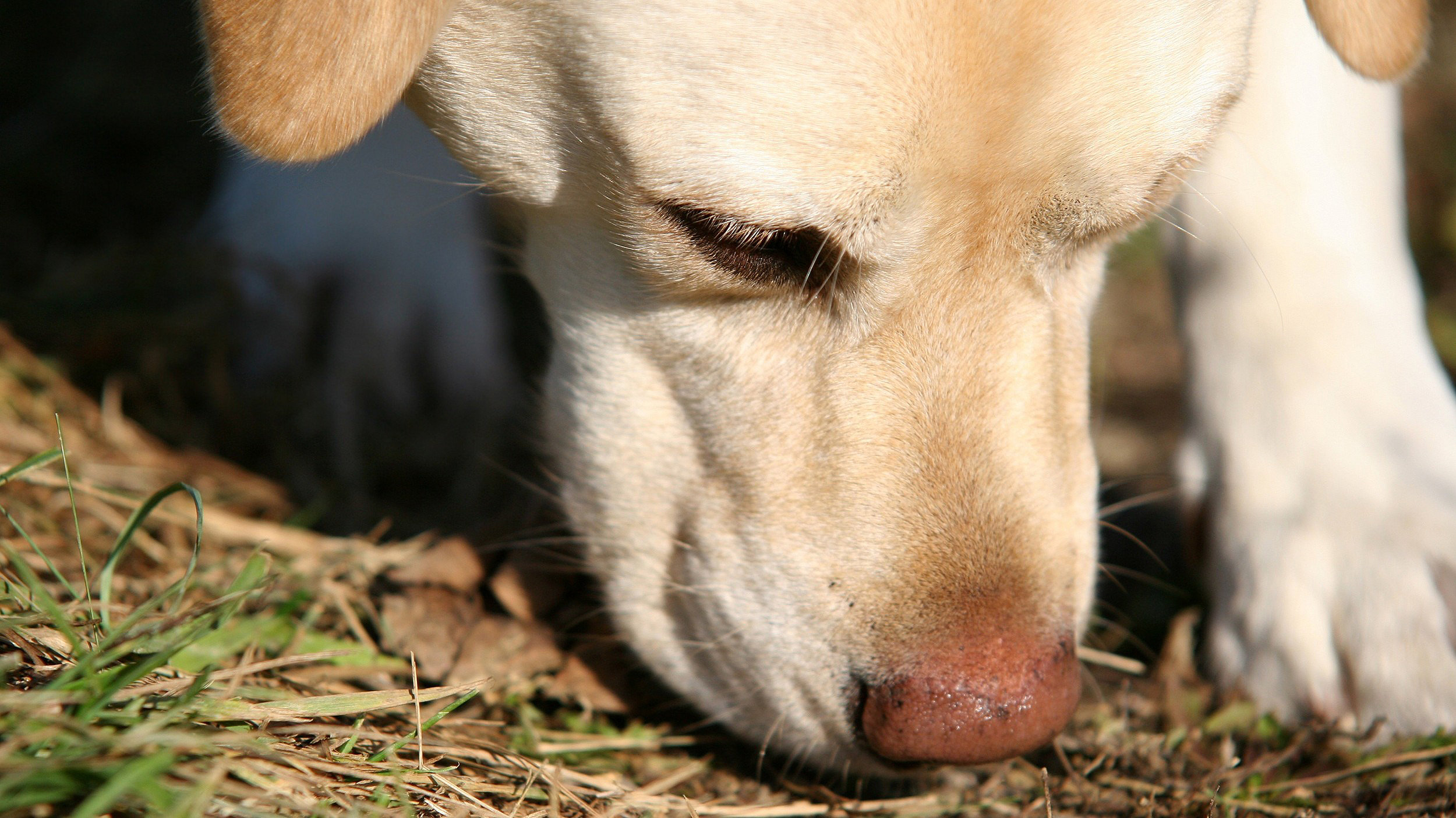 Labrador sniffing ground