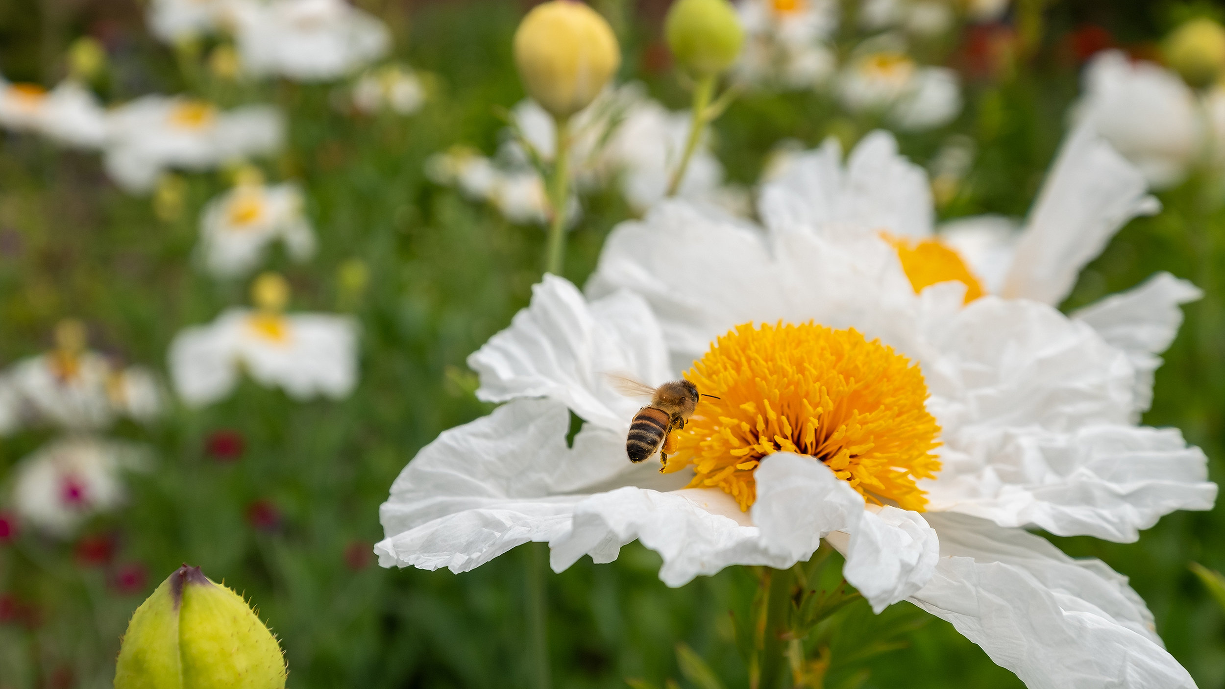 Colourful summer flowers in meadow with wasp