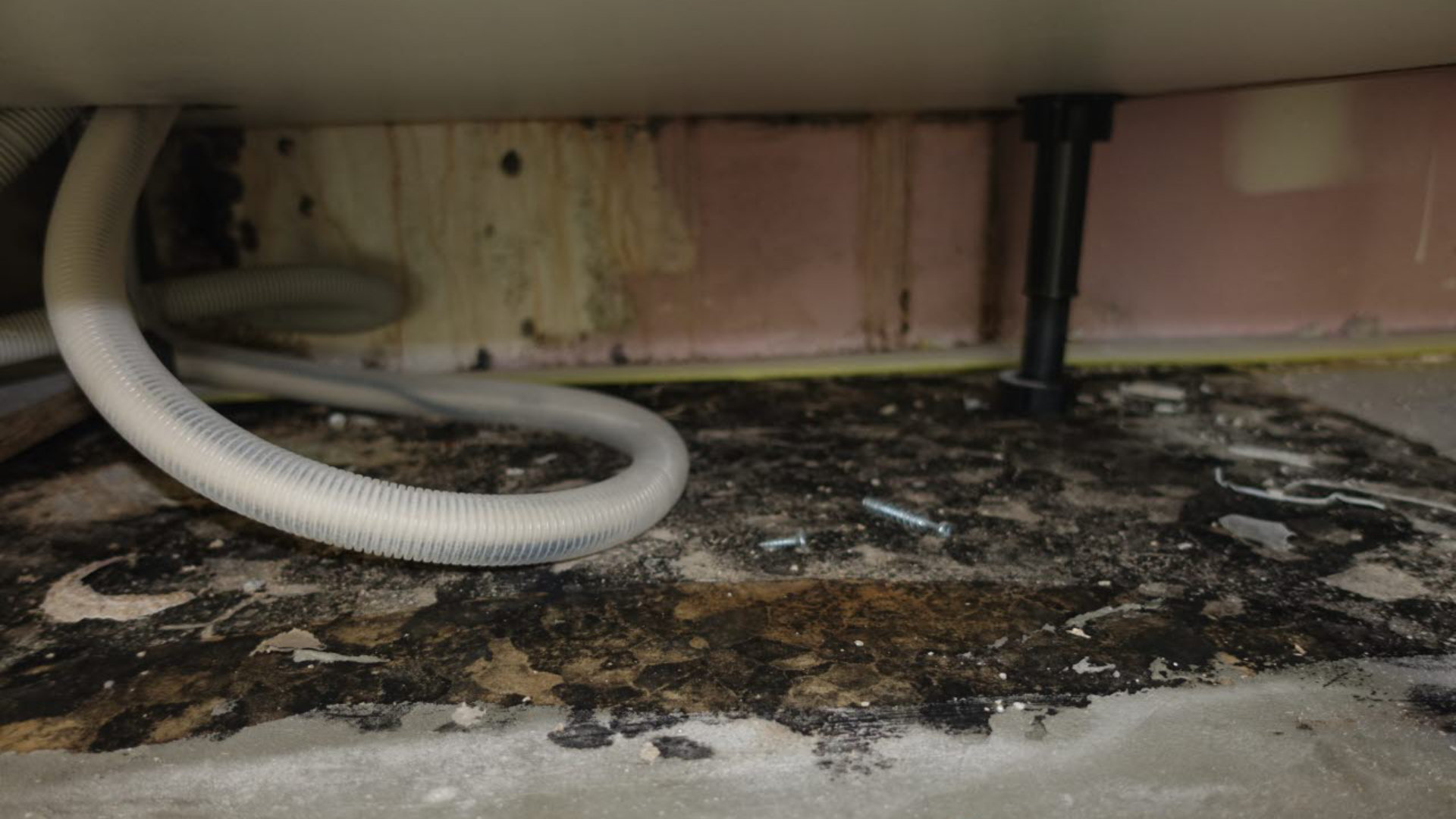 Mould growing in a home