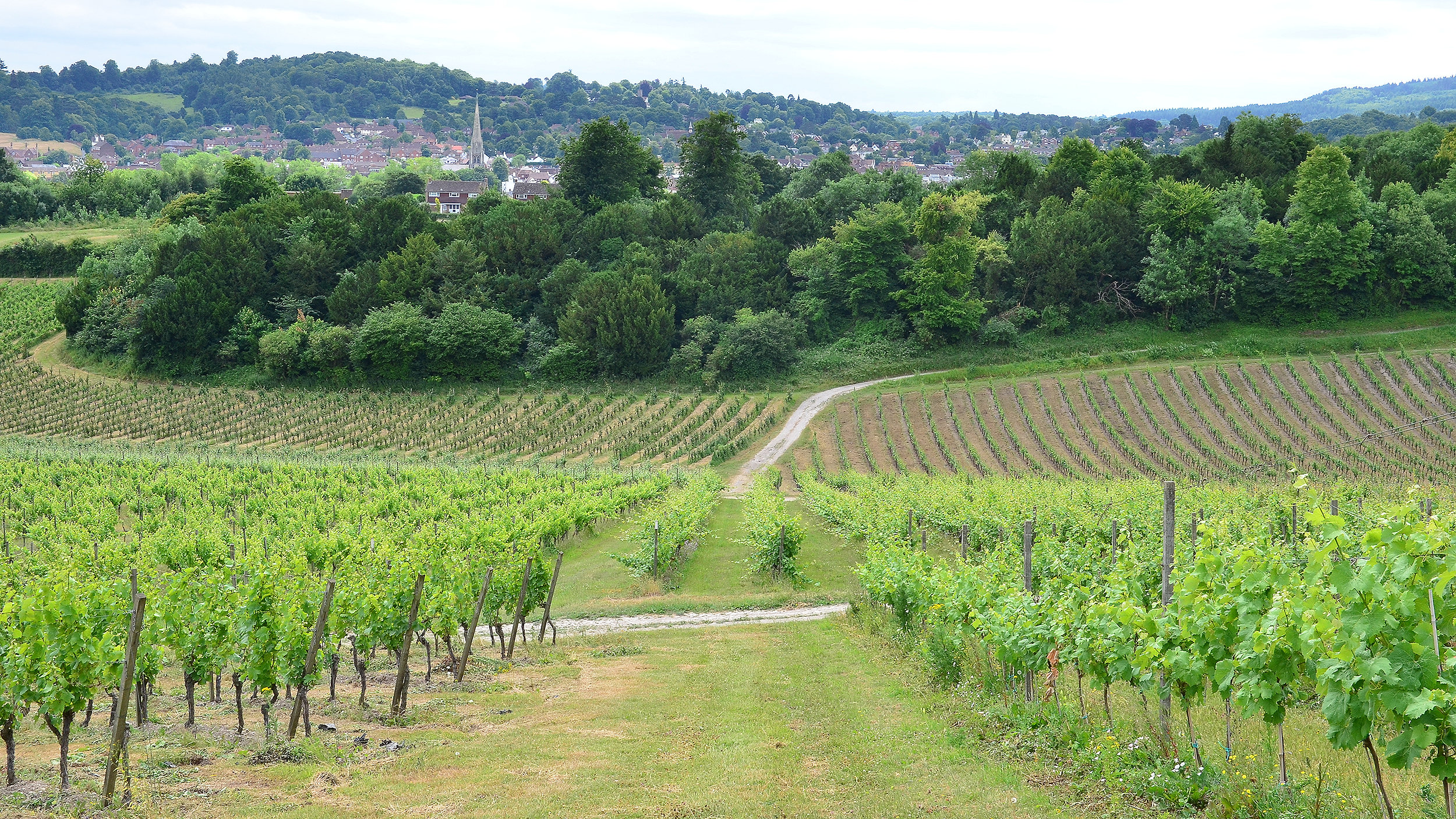 Where in the UK can landowners profit from wine?
