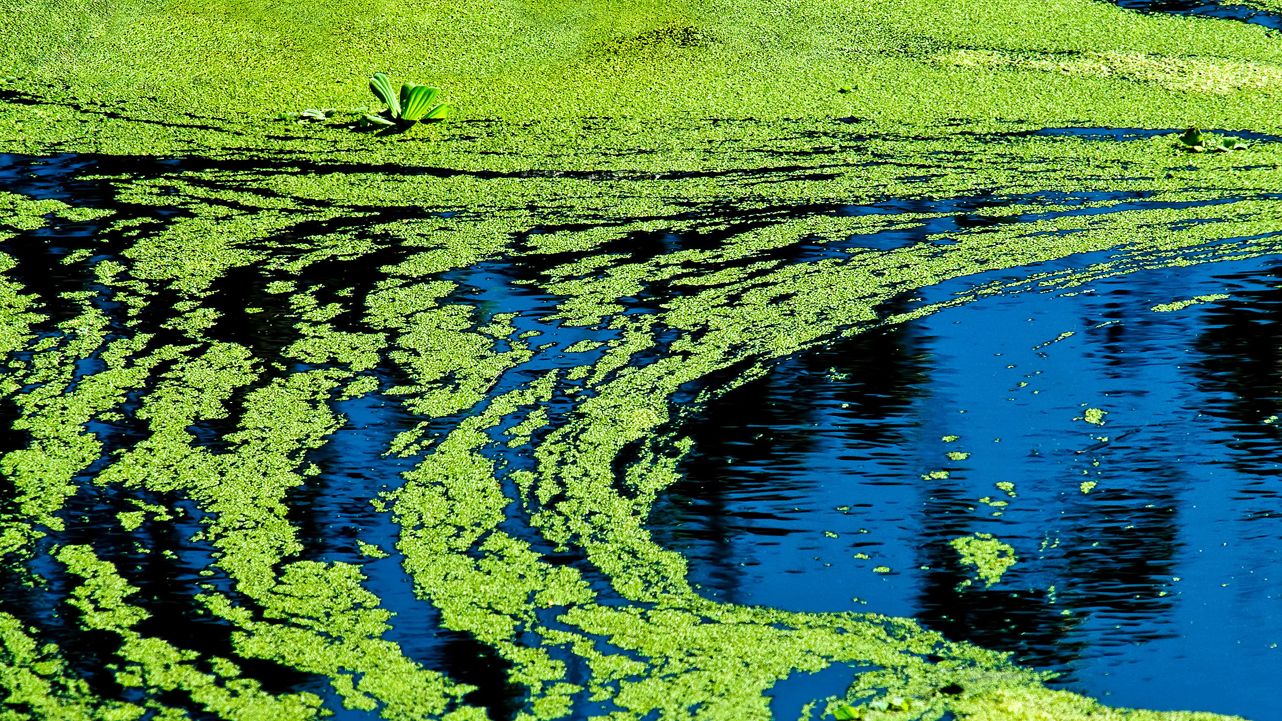 Blue green algae cyanobacteria on water 