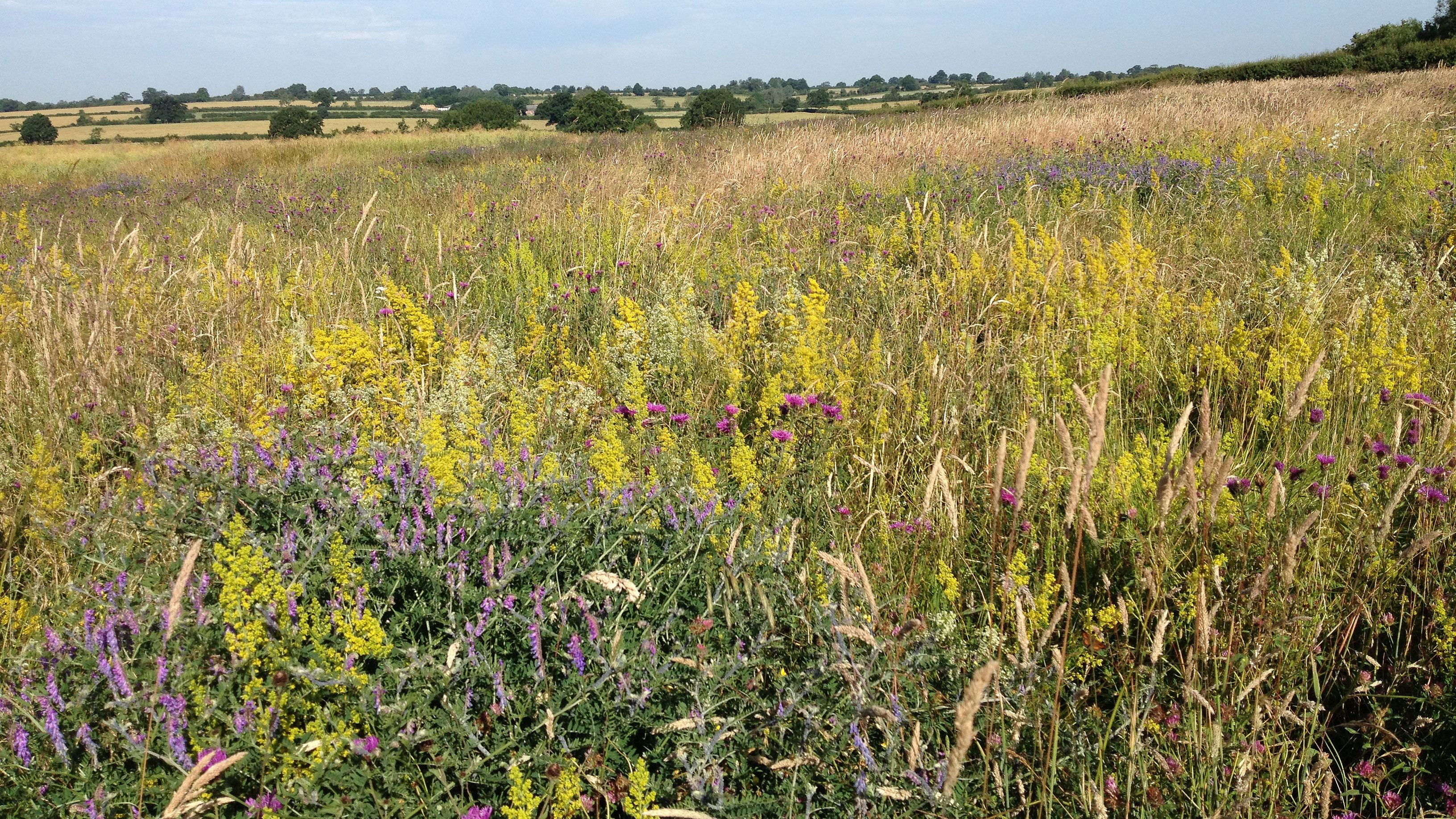 Wildflowers, Hillesden Estate