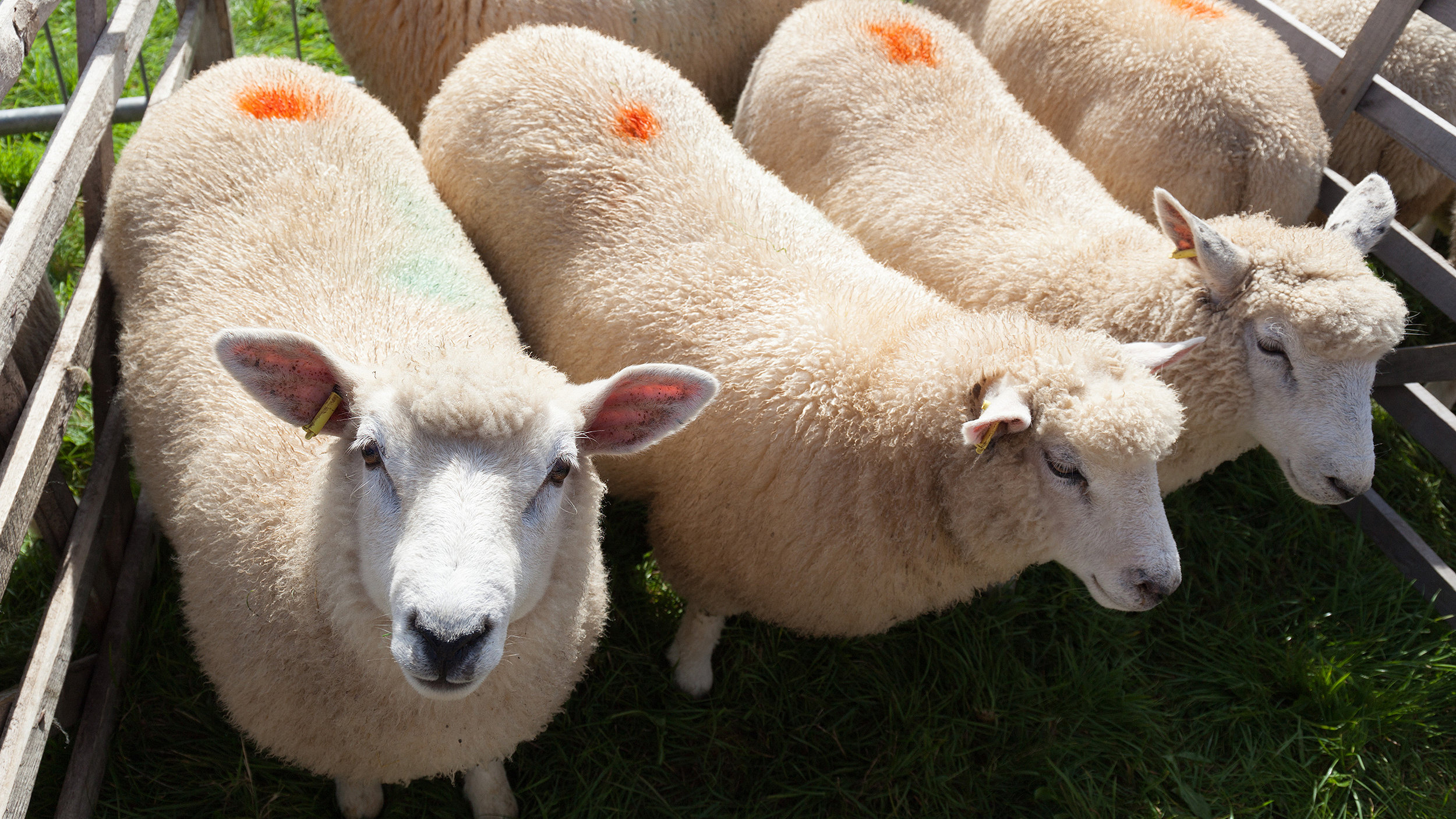 White-faced sheep in pen