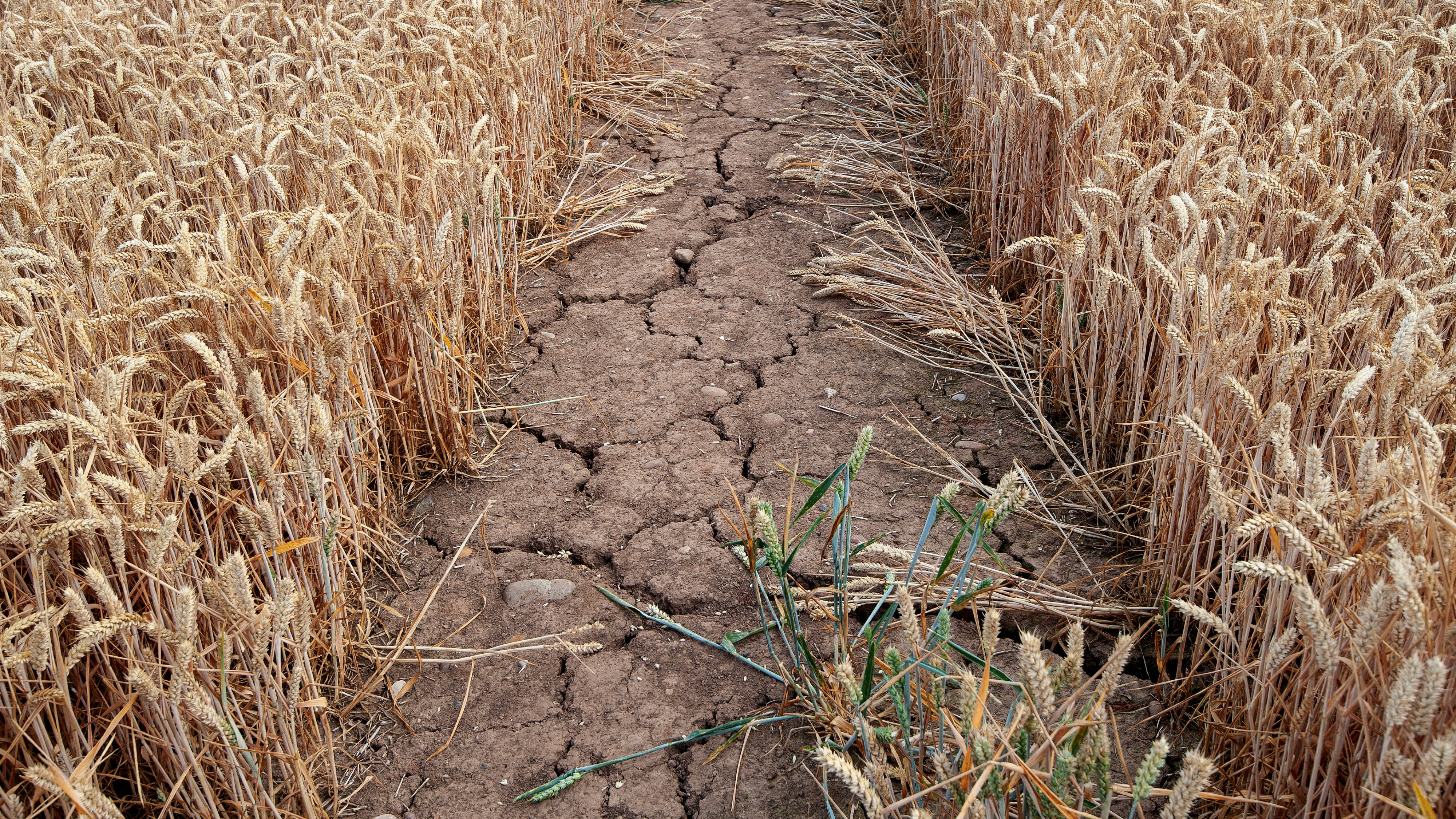 Cracked earth in a field after drought