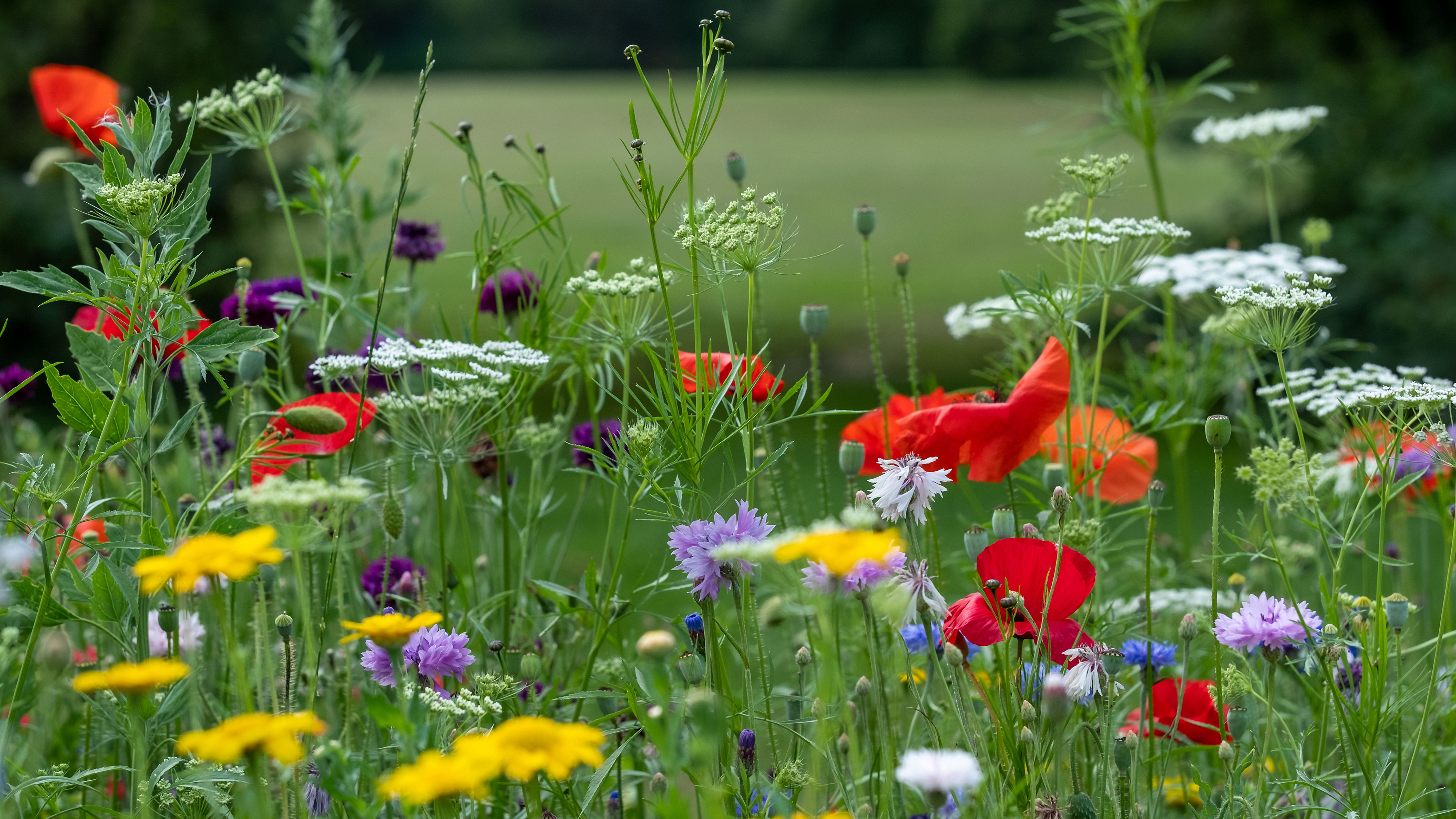 Close up of wildflowers in meadow