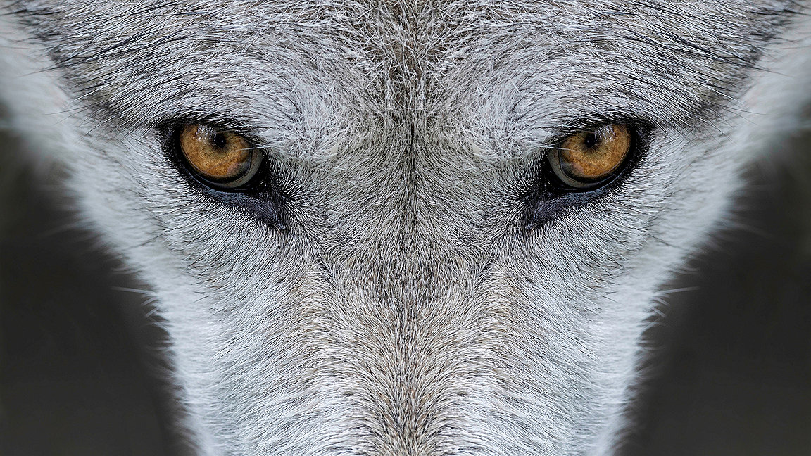 Close up of a wolf's face