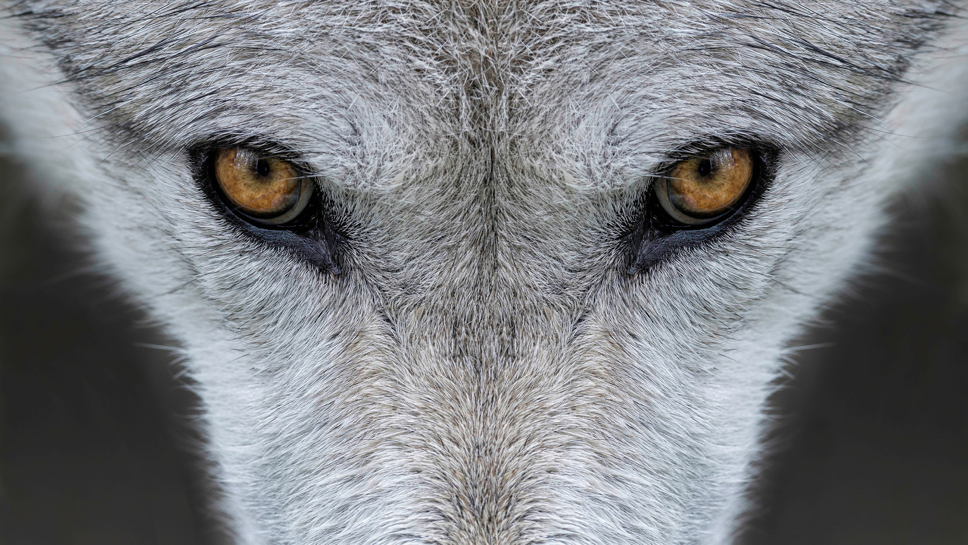 Close up of a wolf's face