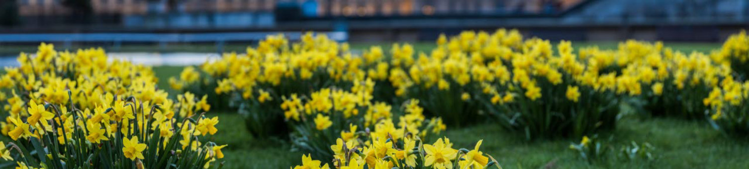 Flowers on a patch of grass with the houses of parliament on the backdrop