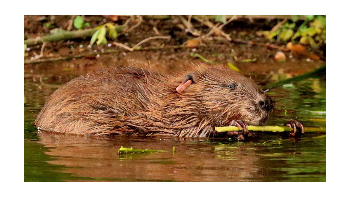 Wild beavers allowed to stay in England