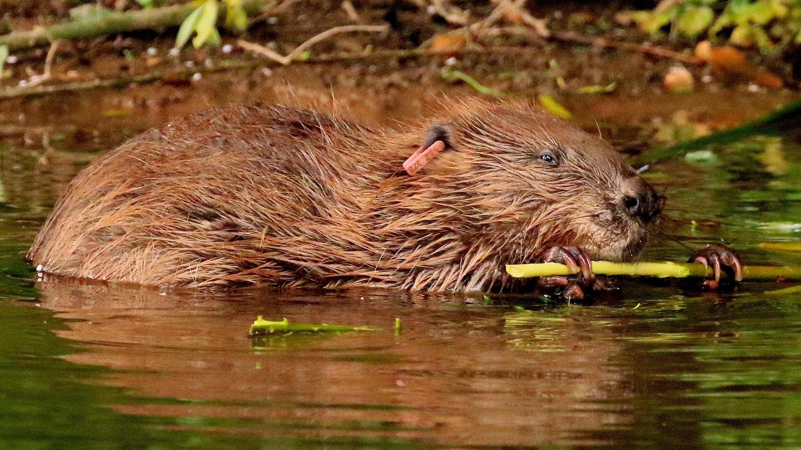 Beaver feeding on willow
