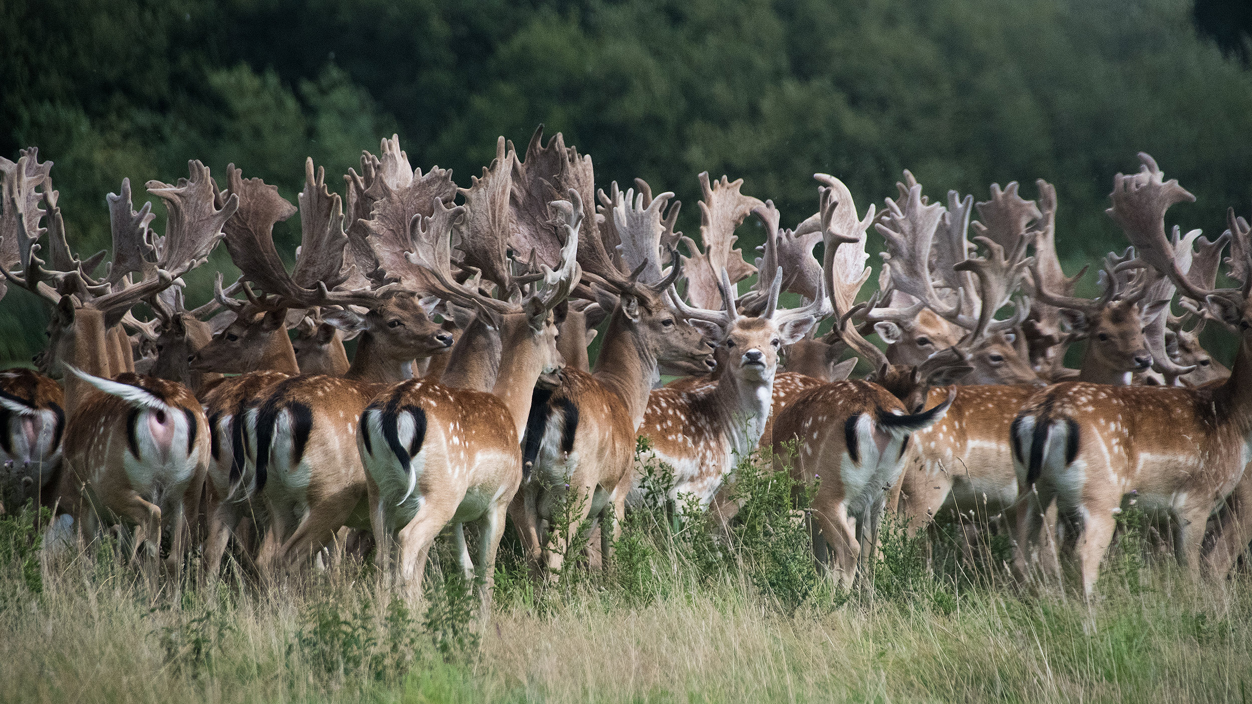 Fallow deer in velvet