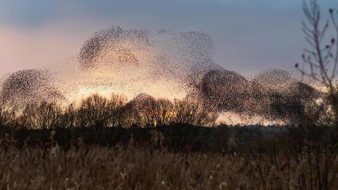 Murmuration of starlings moving across the sky over landscape