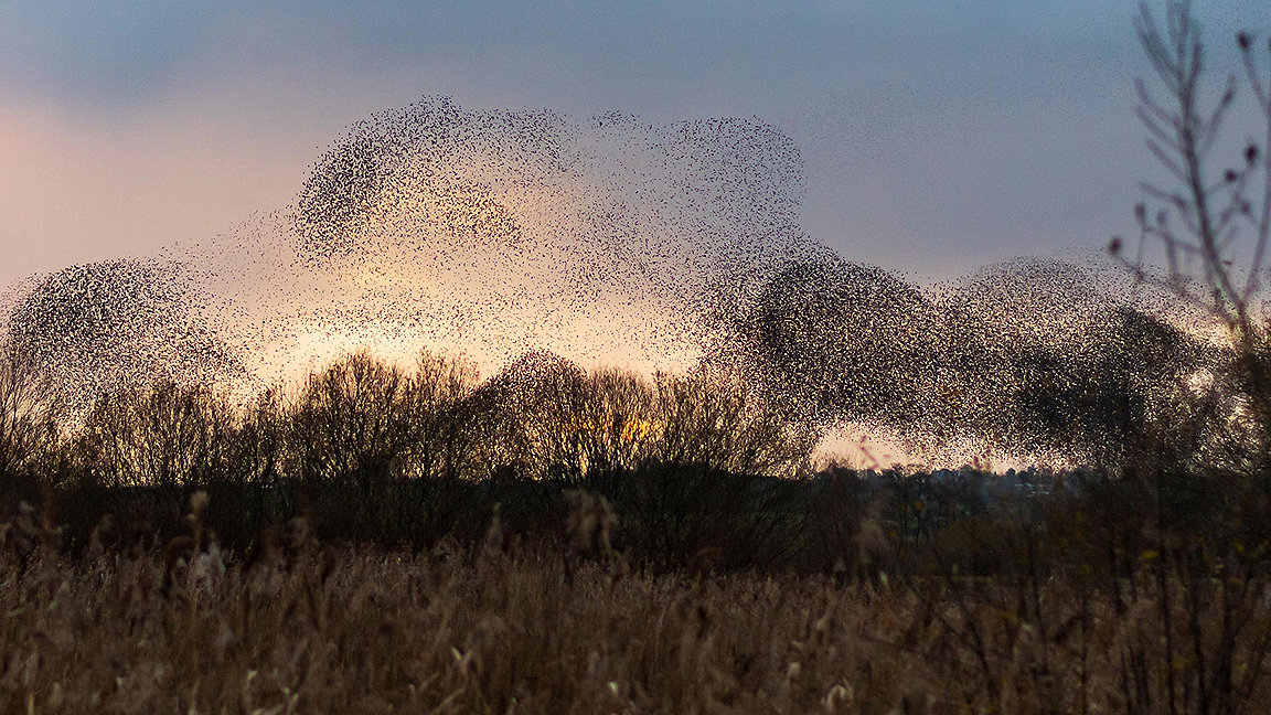 Murmuration of starlings moving across the sky over landscape