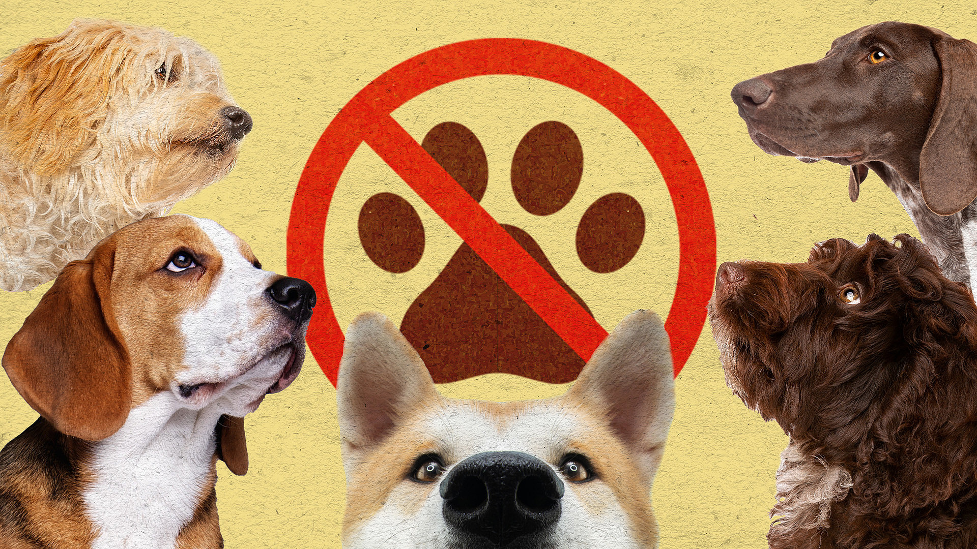 Five different breeds of dog around the border of the image, looking into the centre at a no to dogs sign