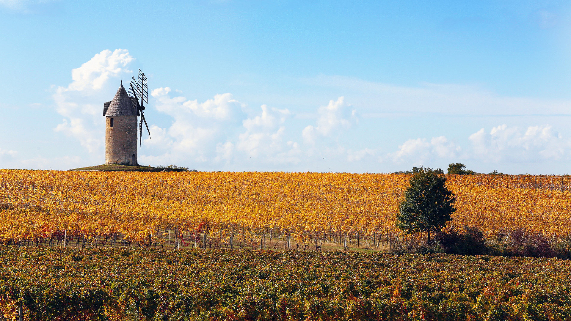 Michael Baynes MRICS: pairing property and vineyards