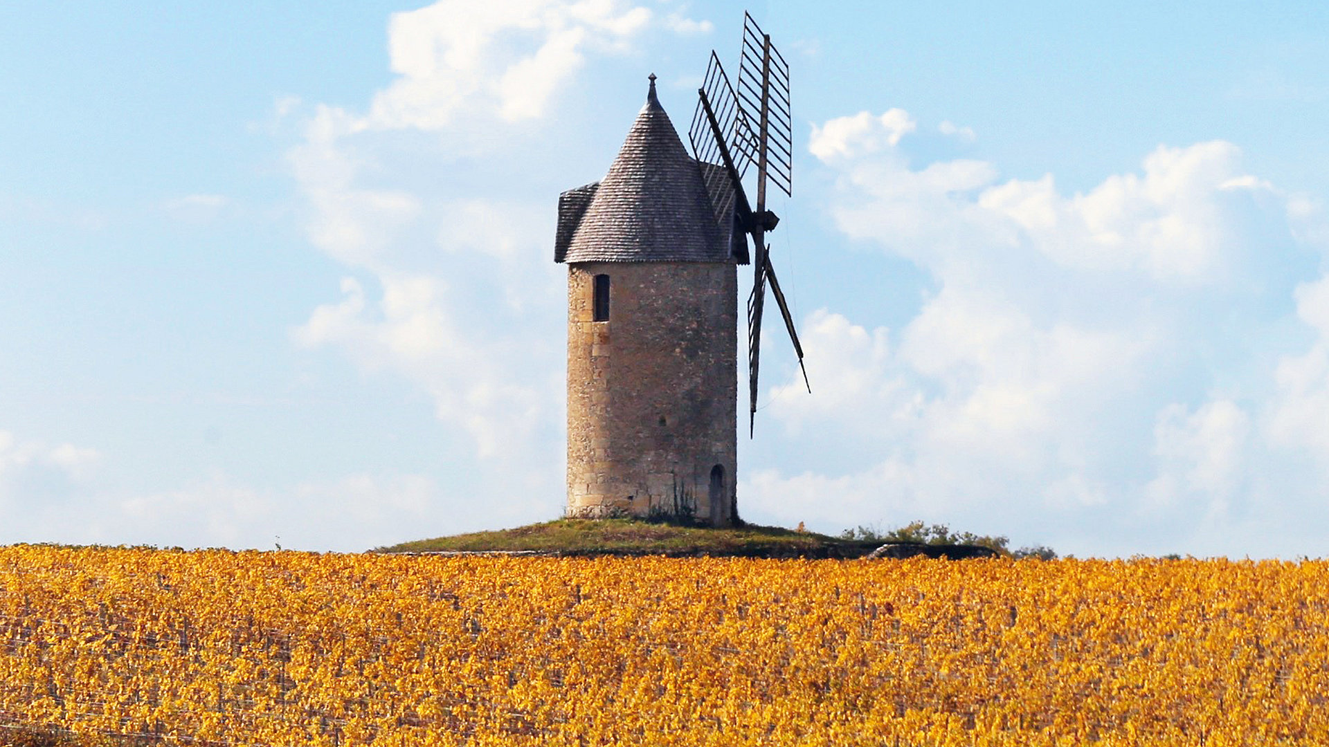 Michael Baynes MRICS: pairing property and vineyards