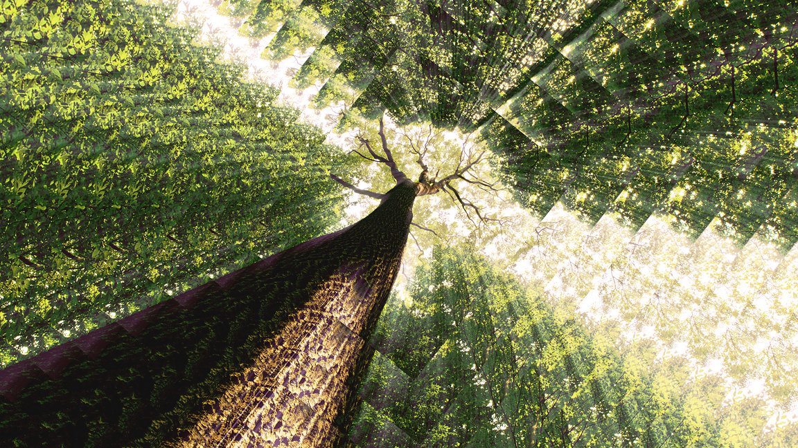 Kaleidoscope effect of trees