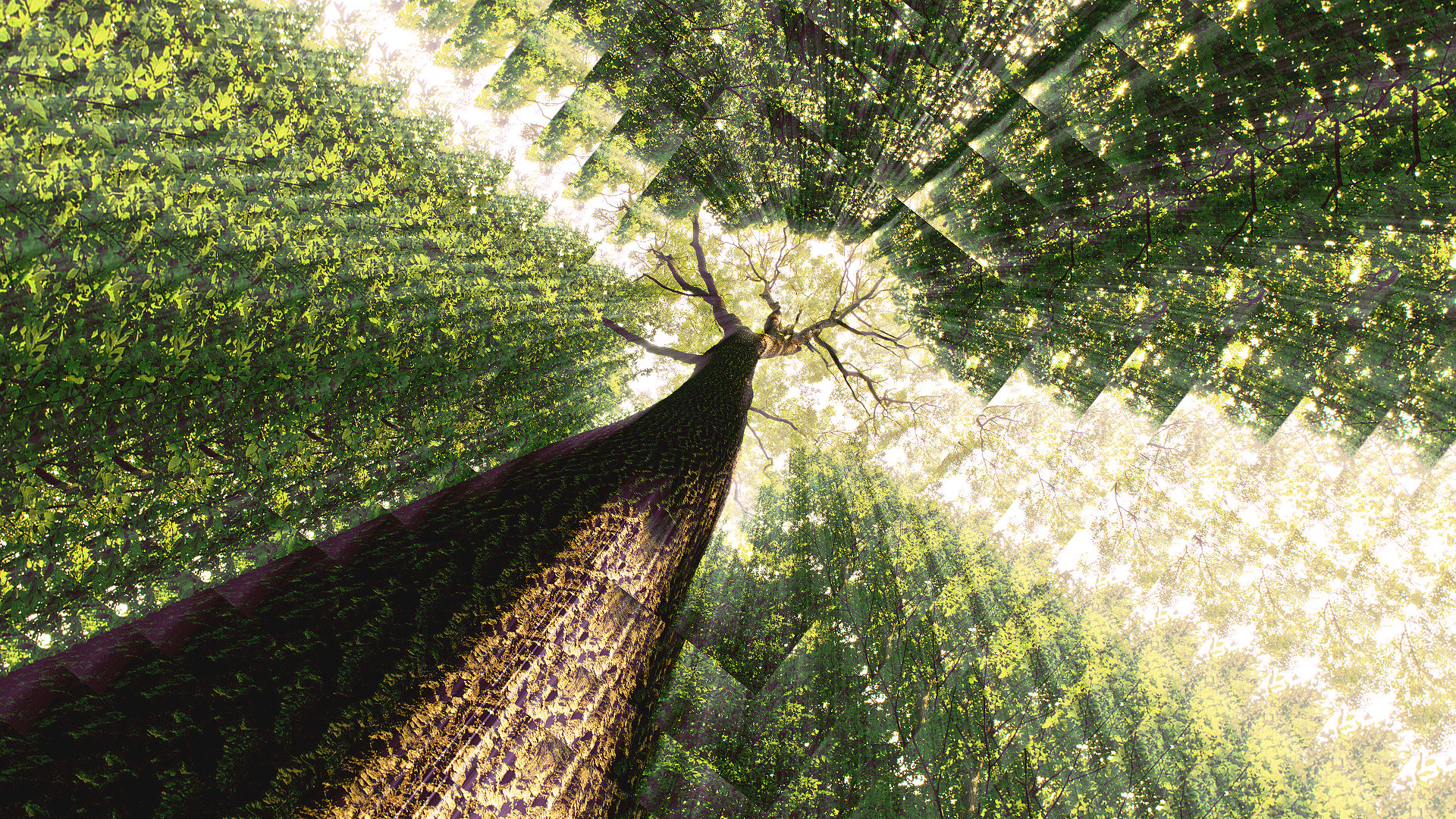 What’s in a tree: how effective is carbon offsetting?