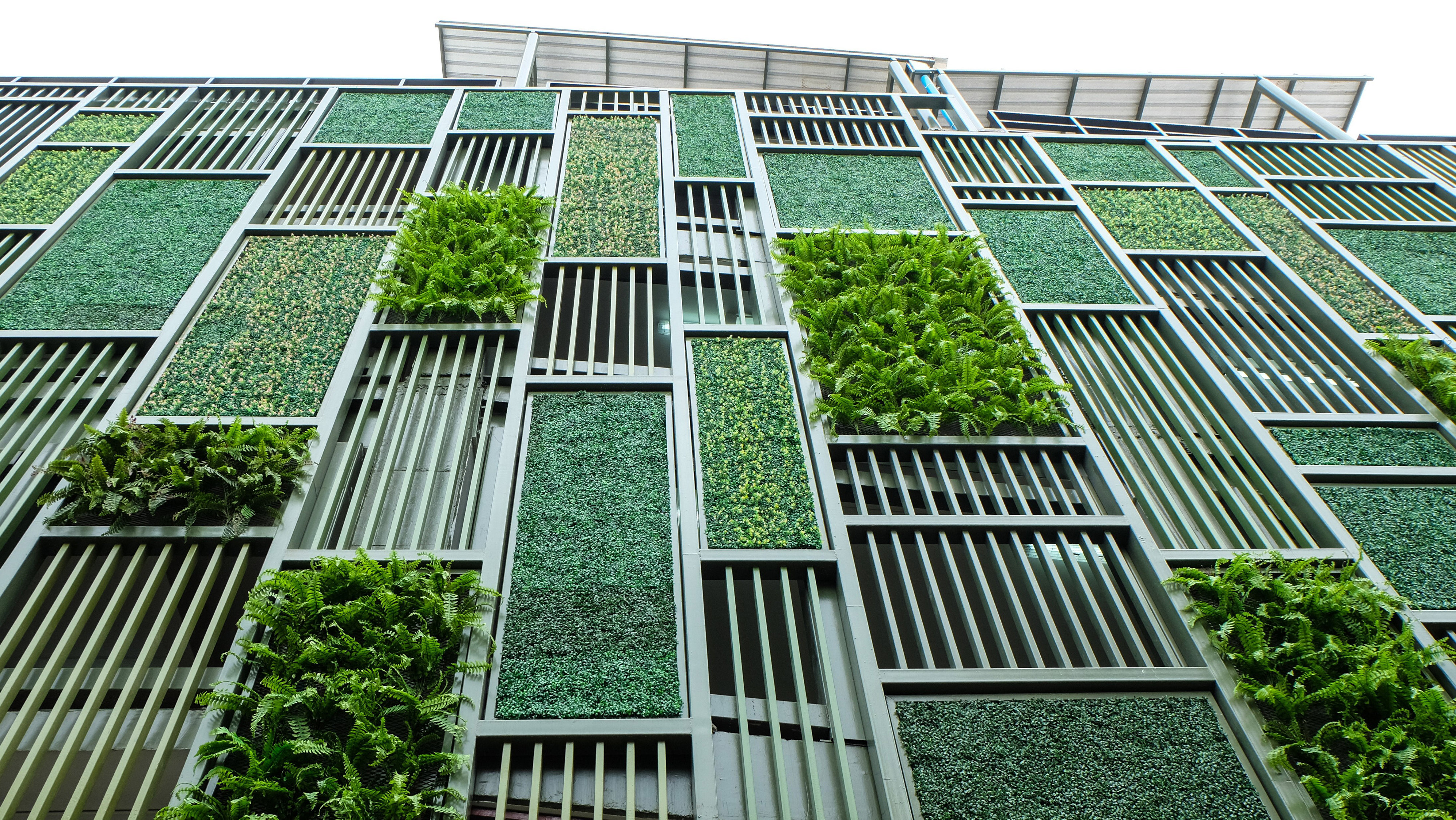 Photo of a living green wall