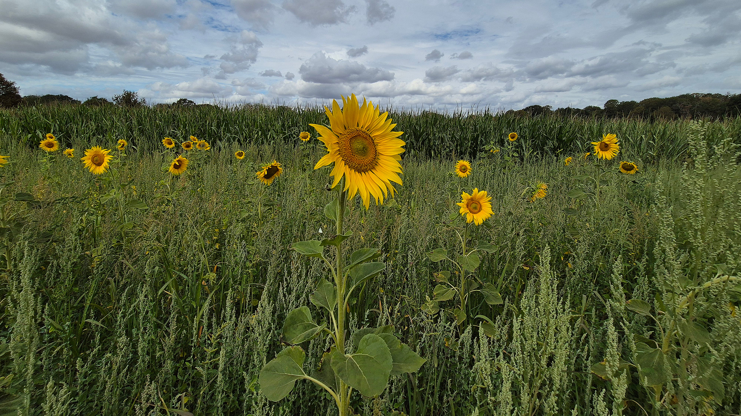 Sunflowers in field