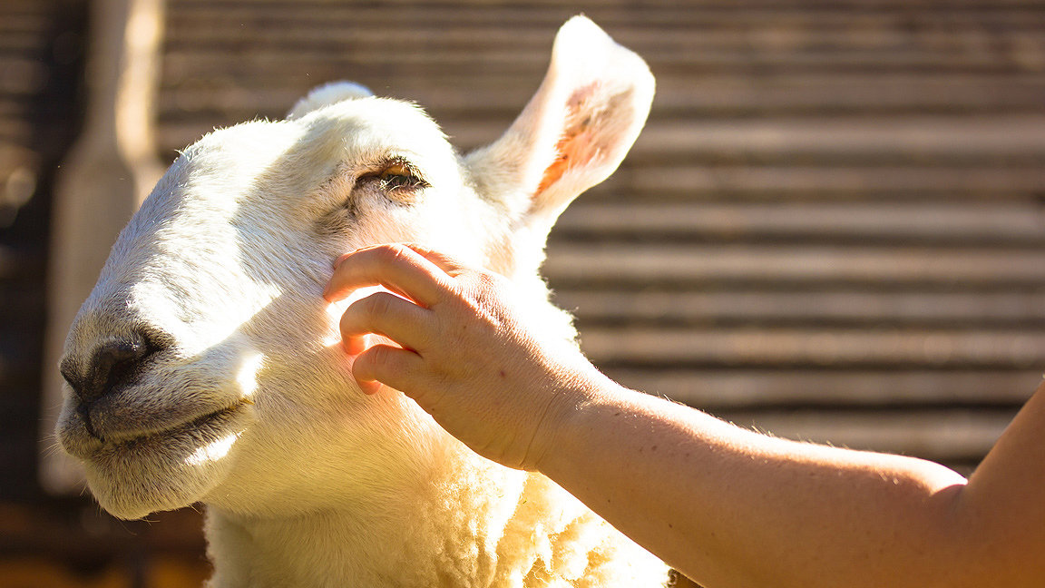 Person stroking sheep