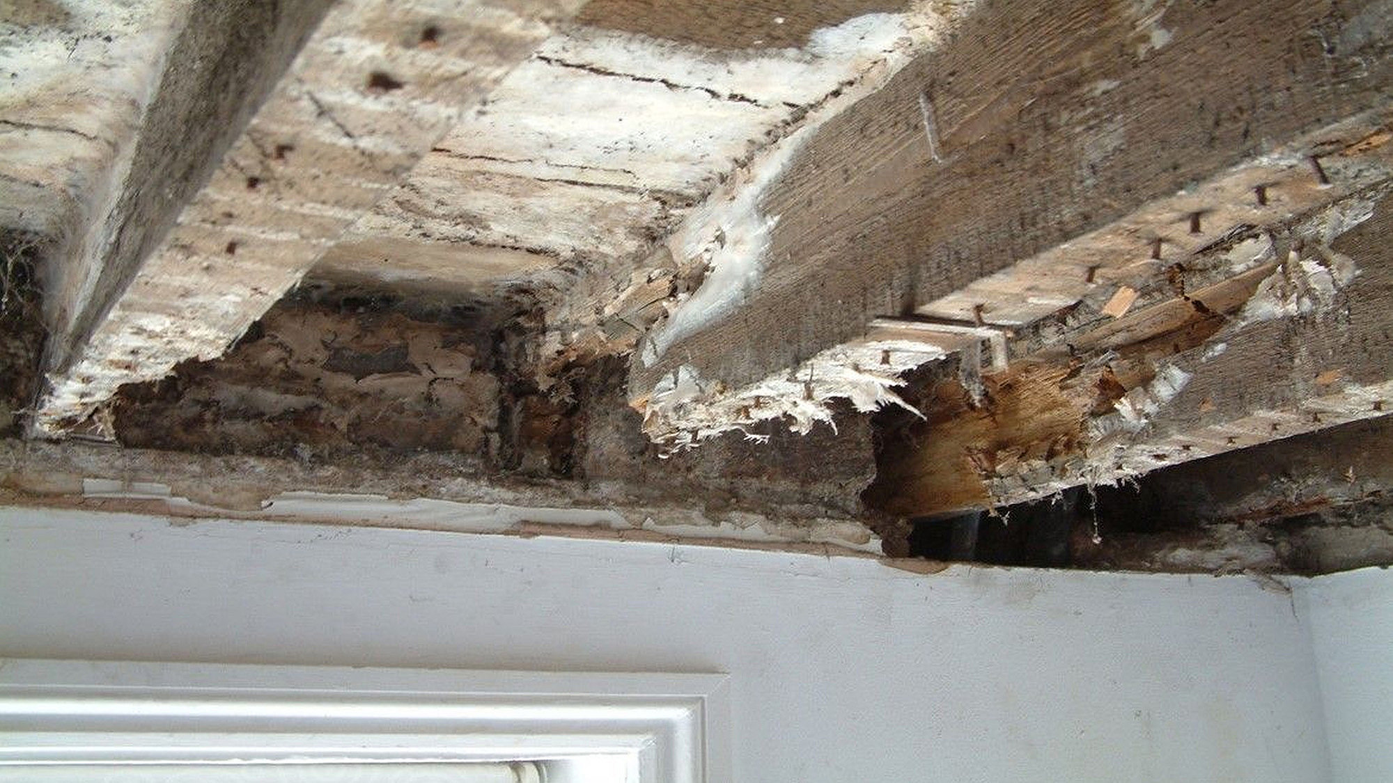 A photo of a diseased or infected piece of wood