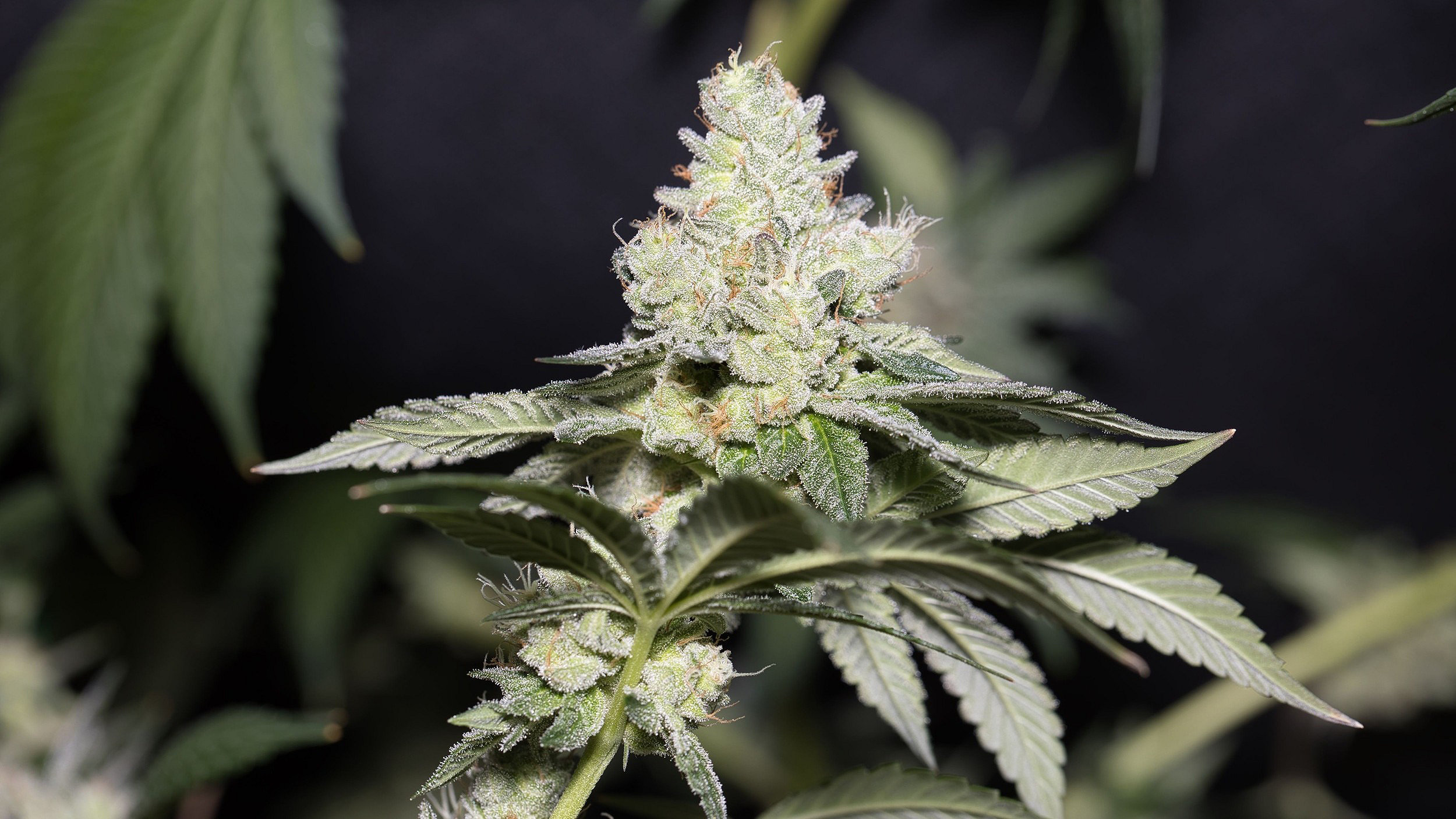 What are the fire safety dangers of cannabis farms?