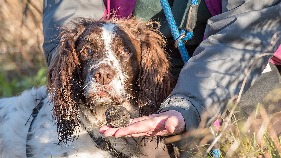 Spaniel and owner outdoors with truffle
