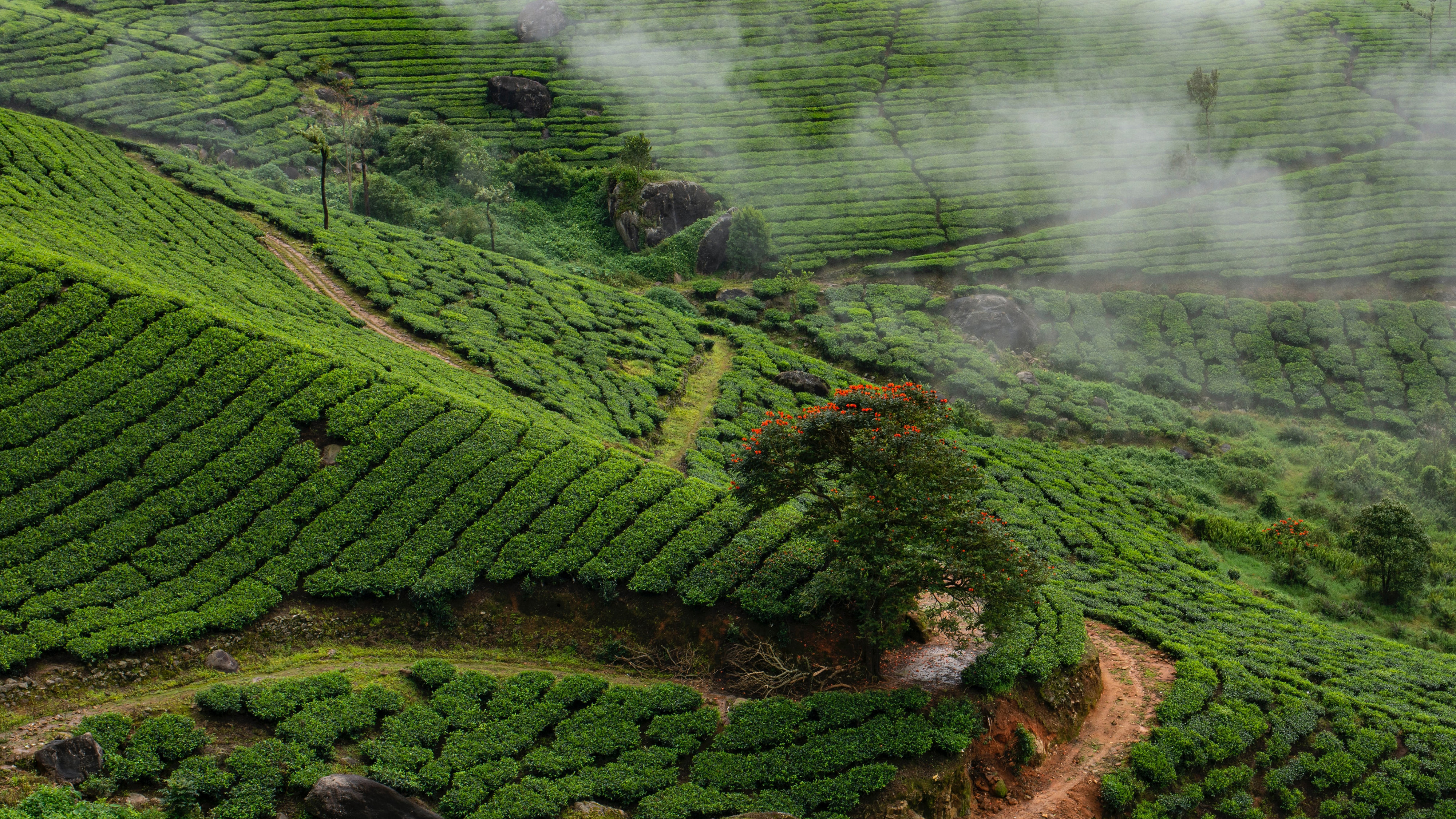 Green landscape on a hill with mist in the background