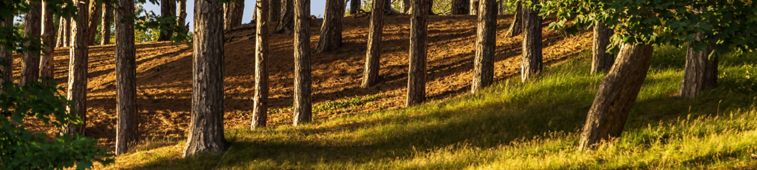 A natural forest