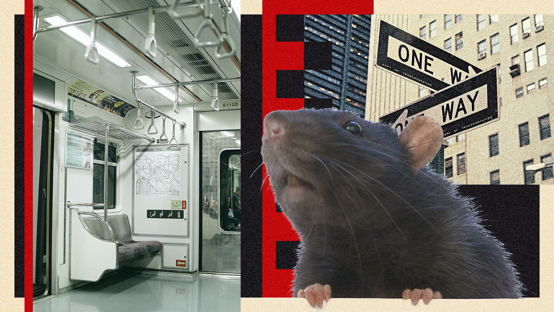 Rats! How New York City is tackling its rodent problem